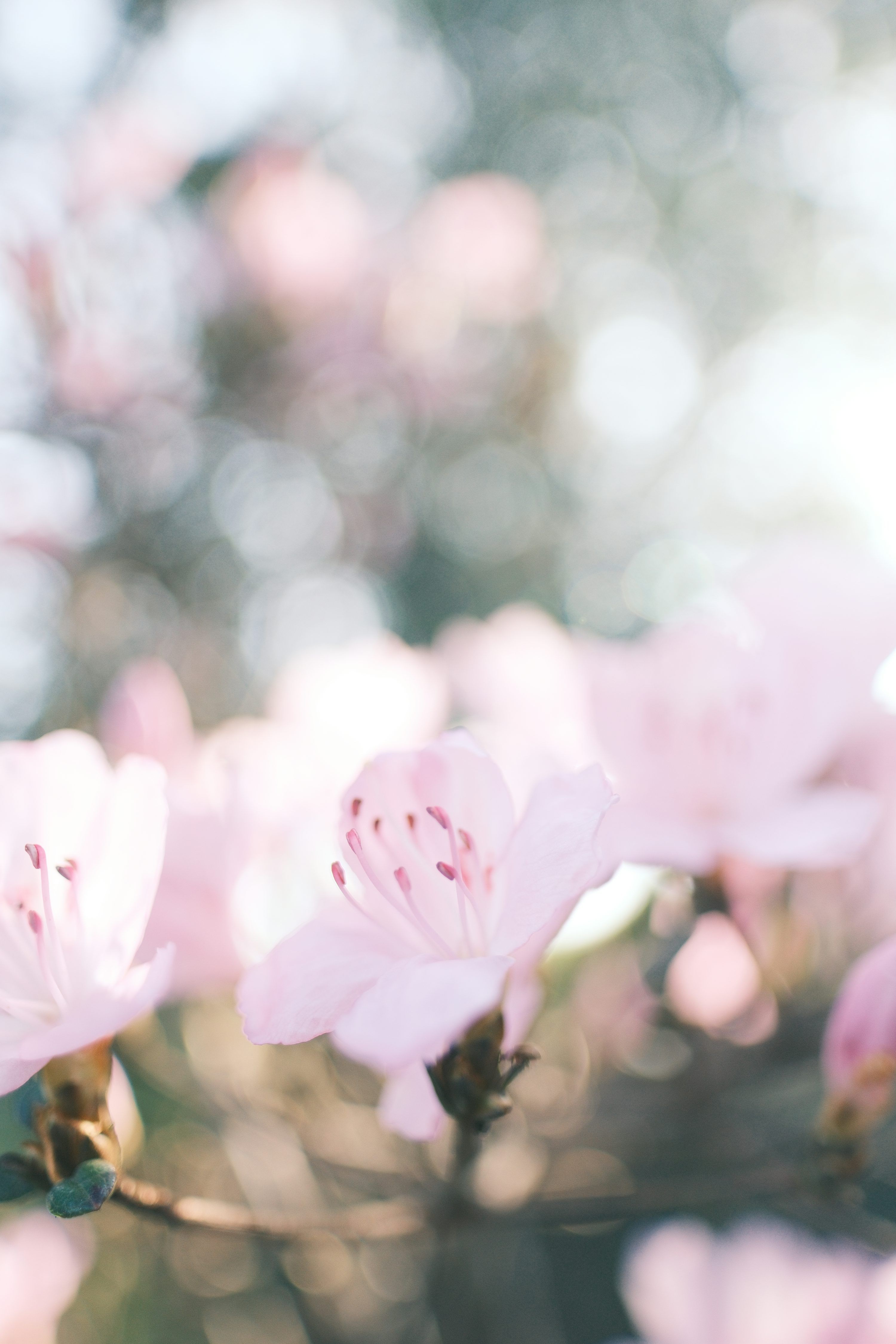 3000x4500 Soft pink flowers blooming with bokeh background