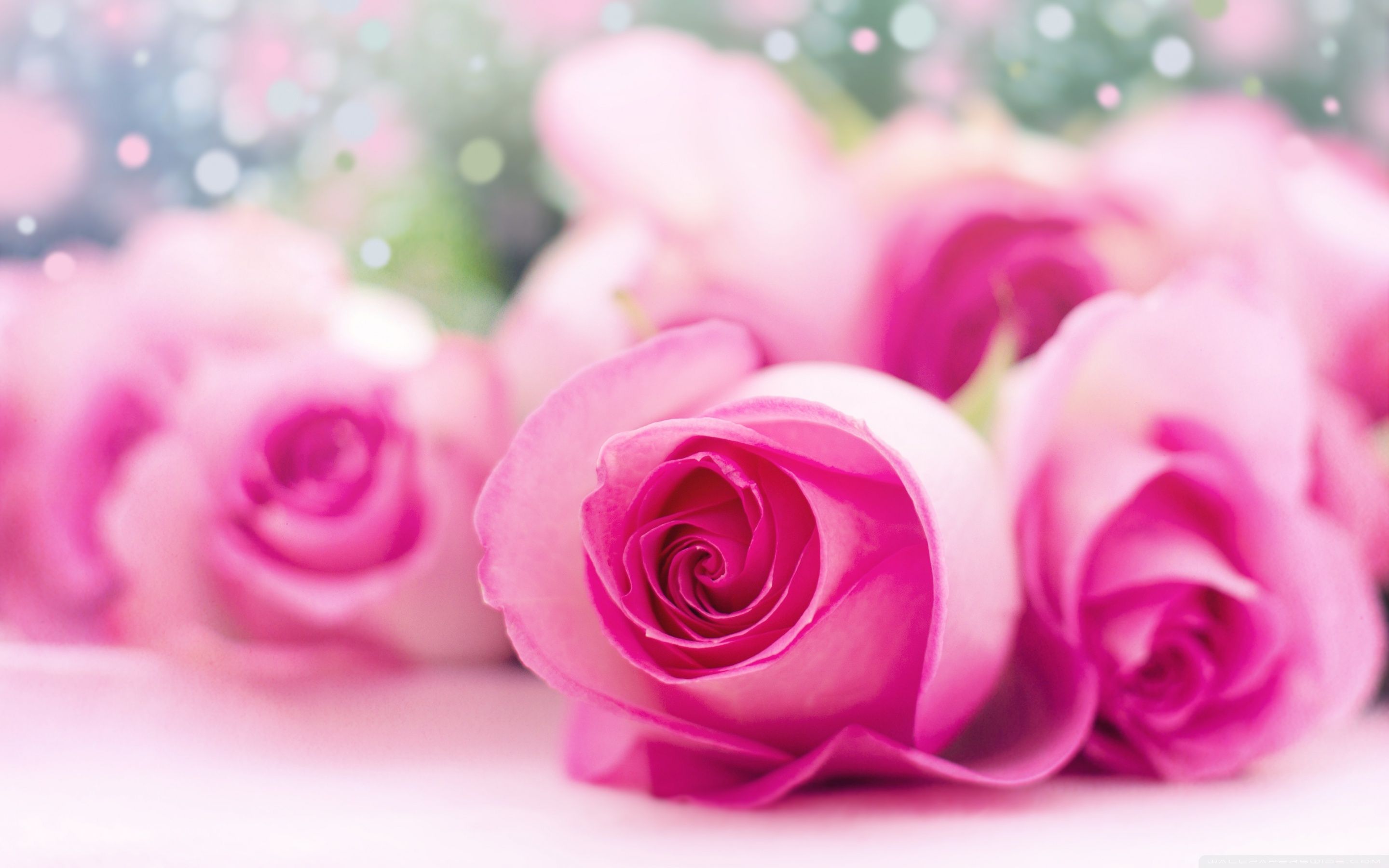 2880x1800 Light Pink Roses Bokeh 4K UHD Wallpaper for UltraHD Desktop and TV : Widescreen and UltraWide Display : Dual Monitor : Smartphone and Tablet Devices