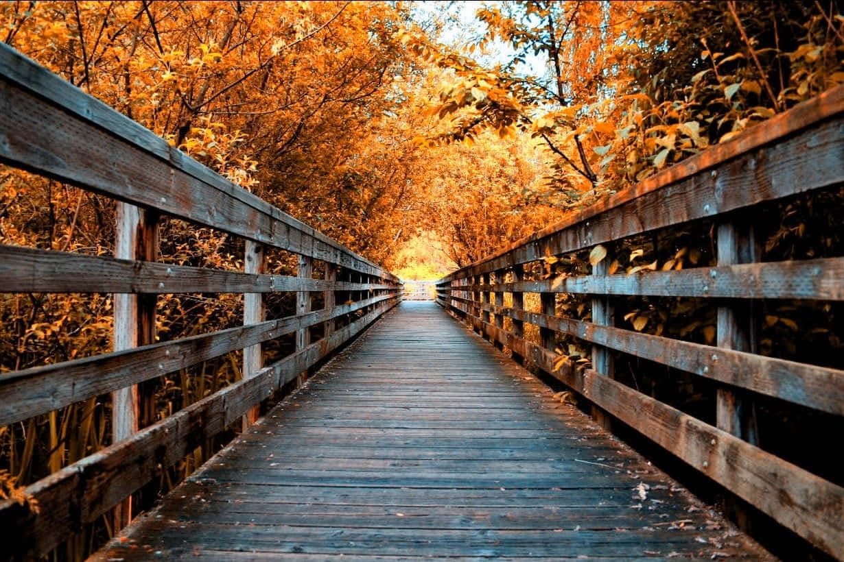1230x820 Download Captivating Autumn Bridge Wallpaper