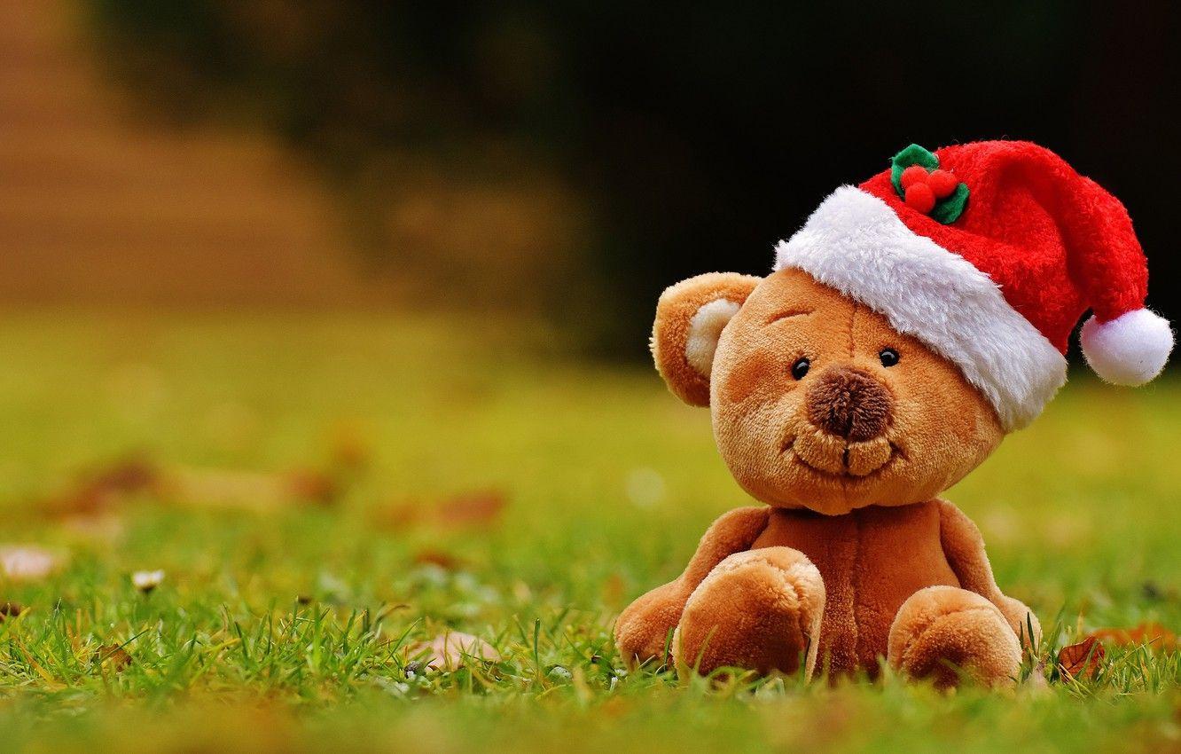 1332x850 Wallpaper grass, red, nature, background, glade, toy, bear, bear, New year, bear, plush, Teddy, cap, soft, the Santa hat image for desktop, section новый год