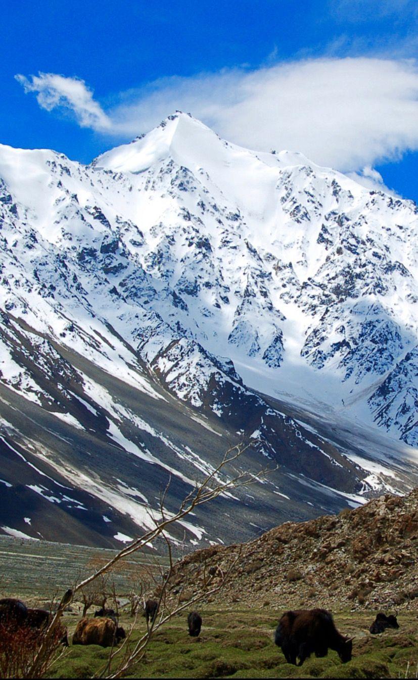827x1346 Yaks in the Pamir Mountains by Sputnikboy / 500px (Tajikistan). Pamir mountains, Scenery photography, Asia travel