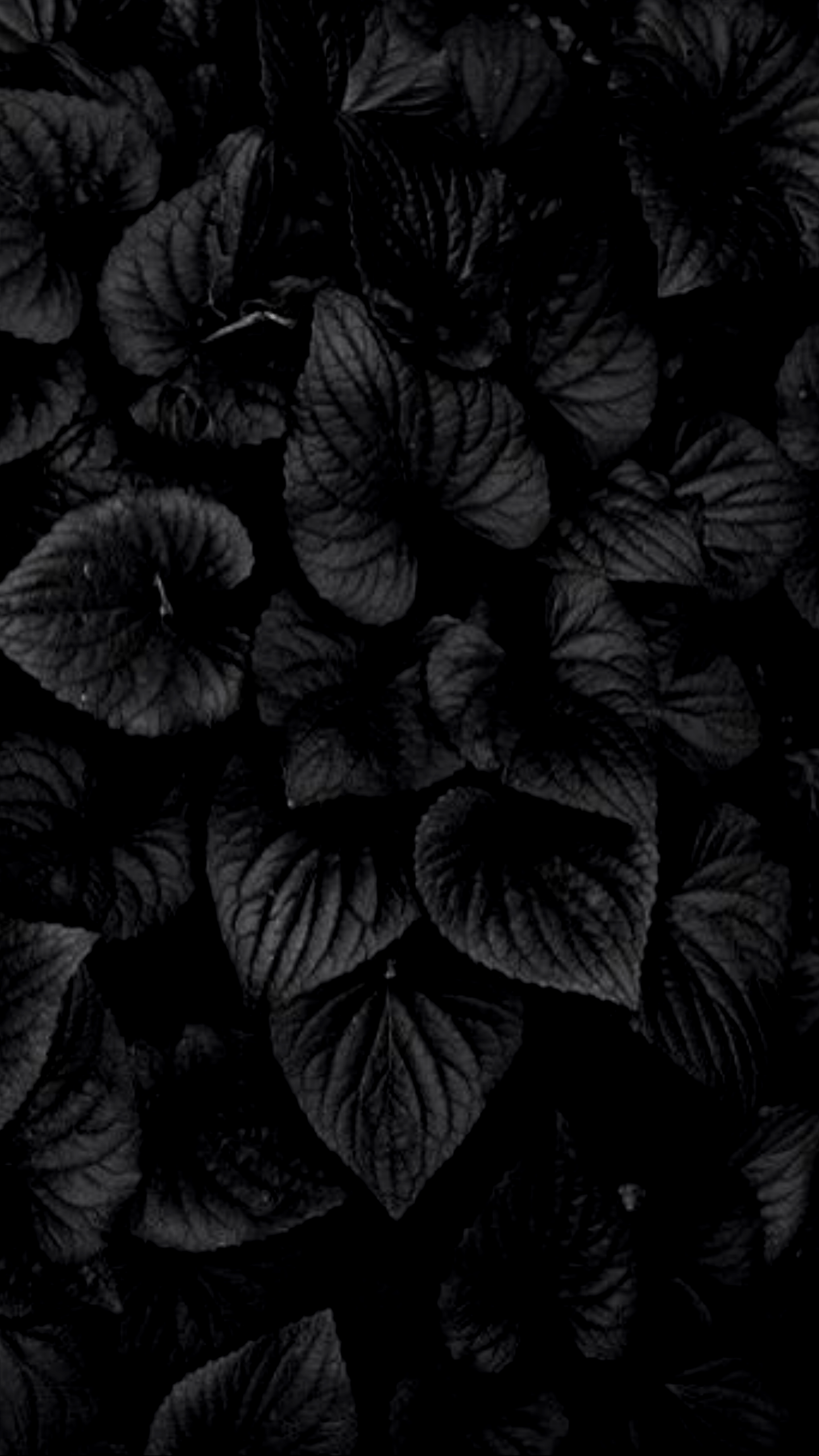 1440x2560 Black Wallpaper Free HD Wallpaper