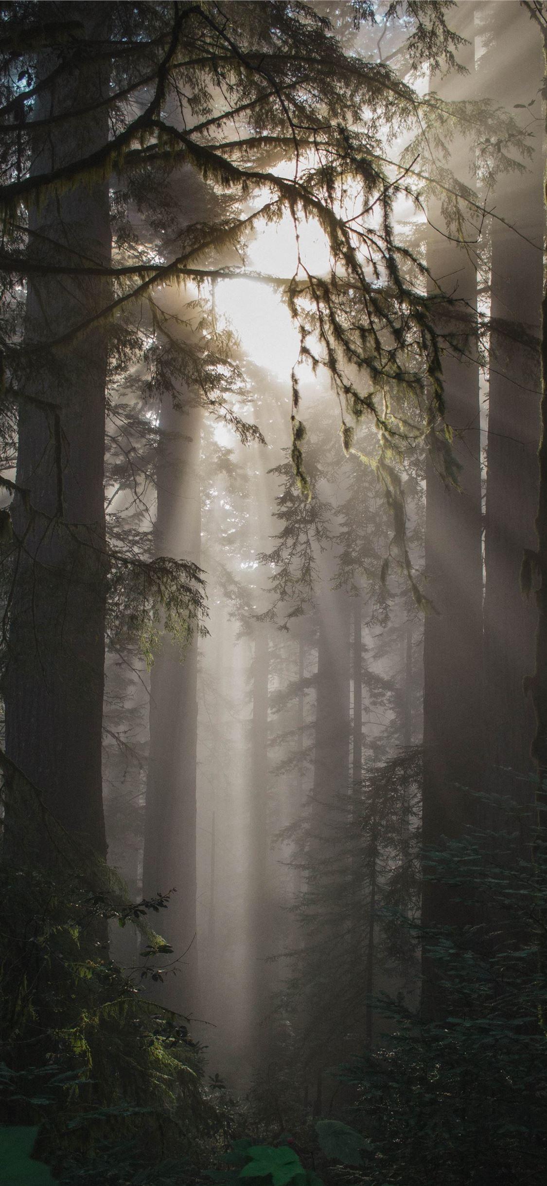 1125x2436 foggy weather with trees #tree #nature #forest #UnitedStates #iPhone11Wallpaper. Forest wallpaper iphone, Nature iphone wallpaper, Tree wallpaper iphone