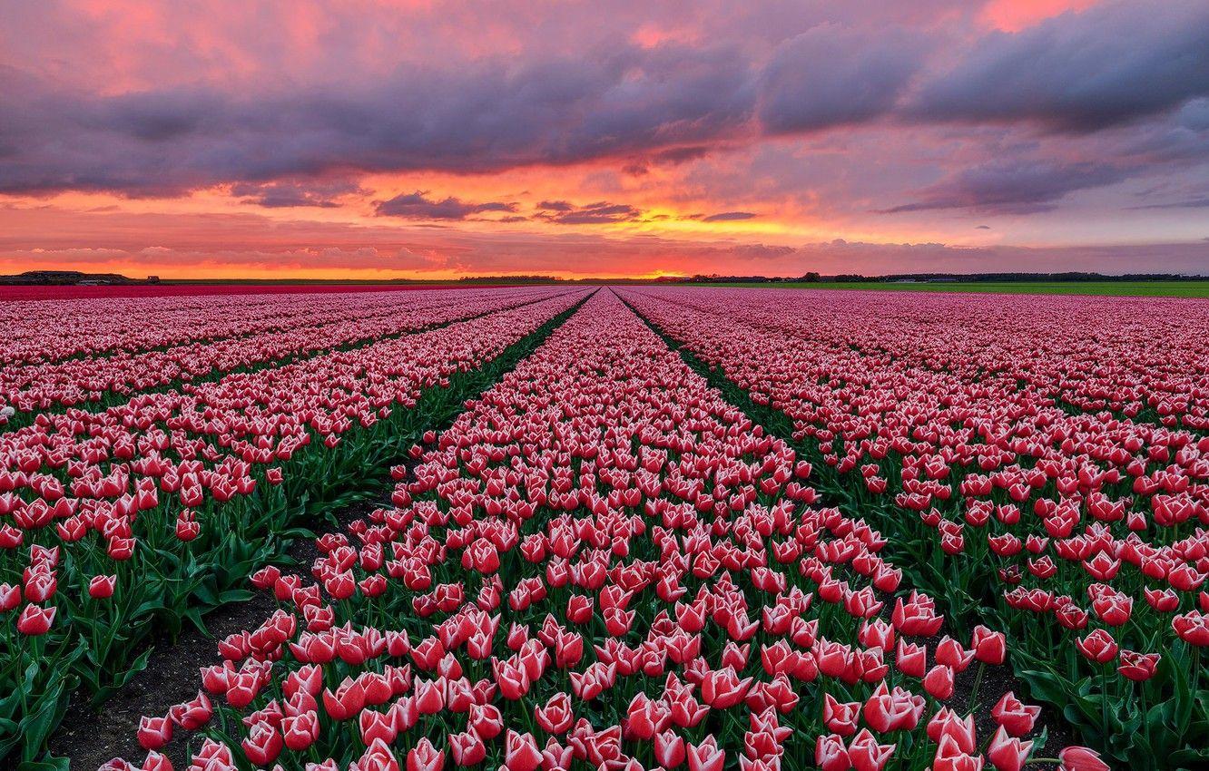 1332x850 Wallpaper field, sunset, tulips, Holland image for desktop, section цветы