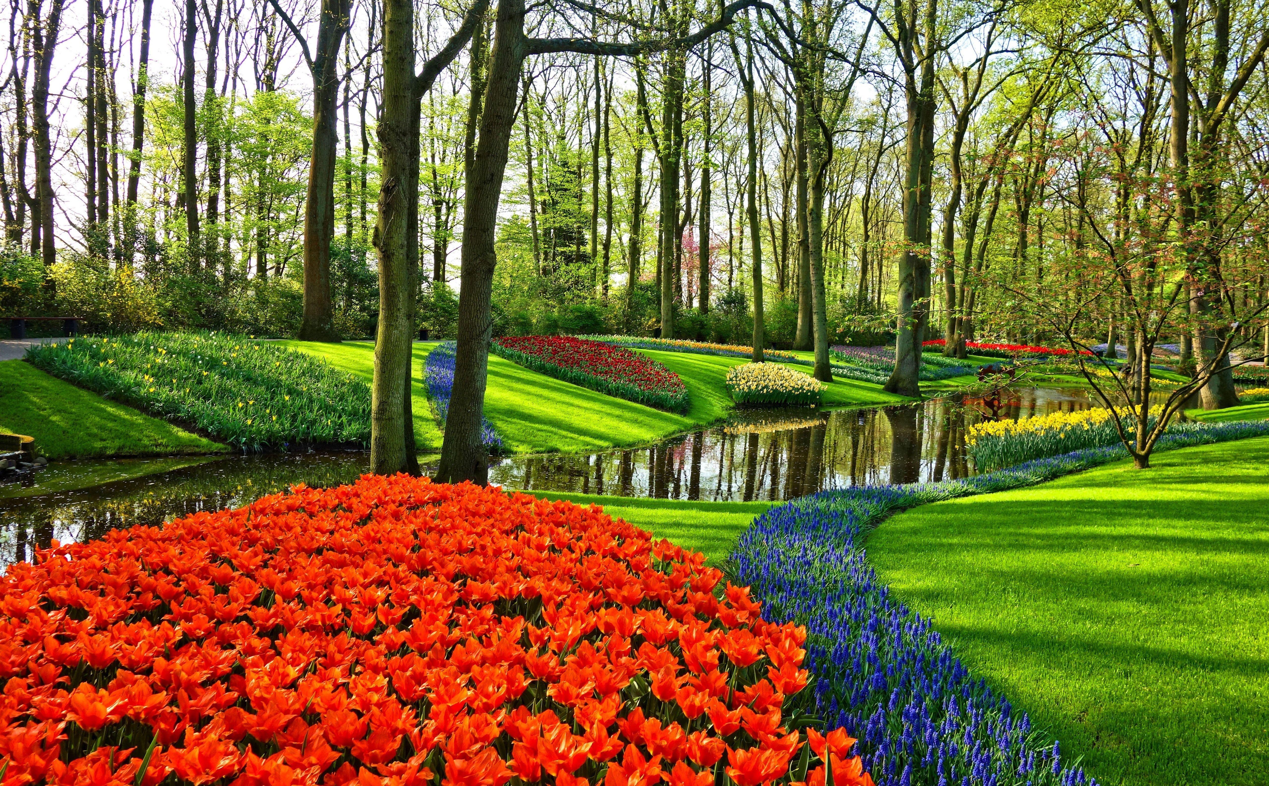 5120x3173 Holland Tulip Flowers Wallpaper Desktop .