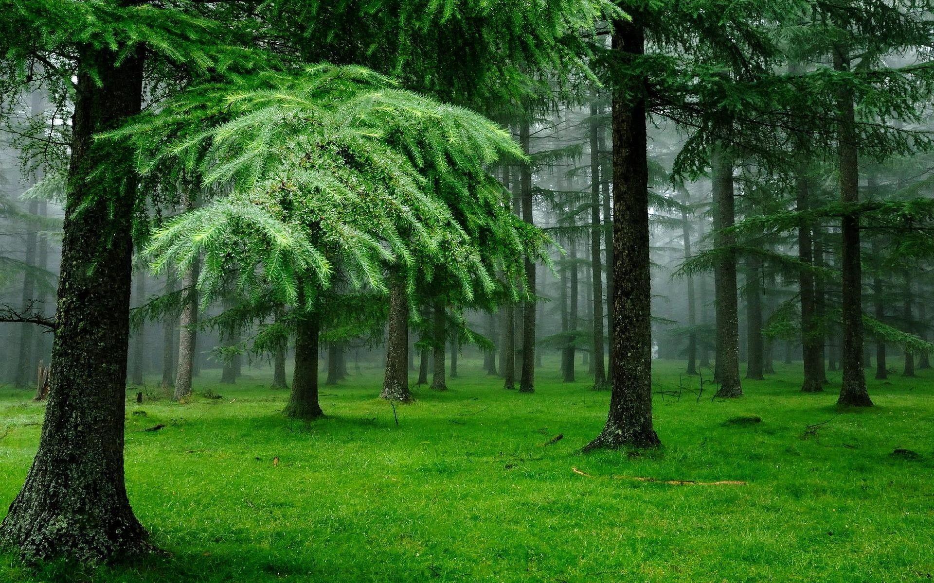 1920x1200 HD Jungle Wallpaper