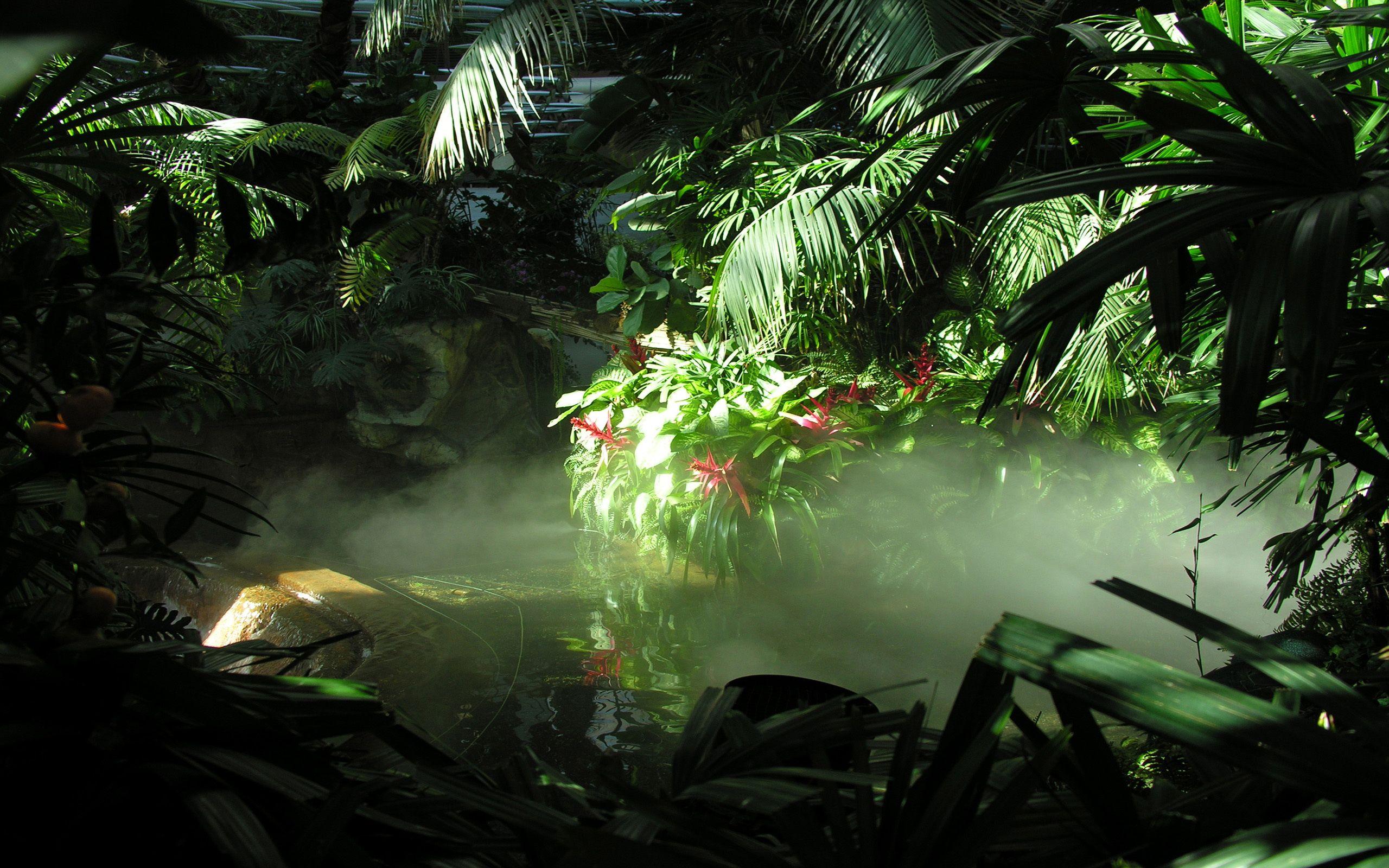 2560x1600 Jungle Wallpaper