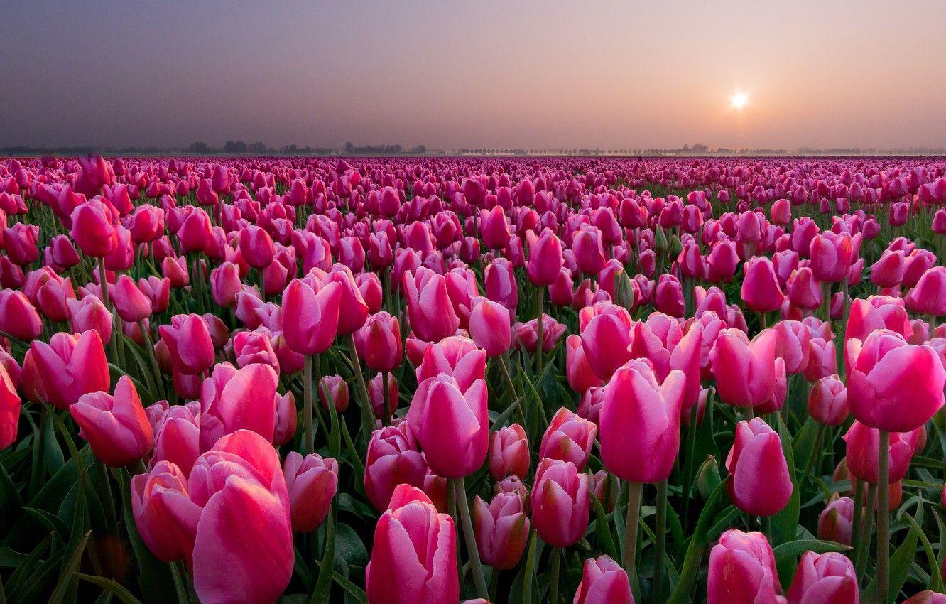 1332x850 Wallpaper field, sunset, tulips, Netherlands, buds, a lot image for desktop, section цветы