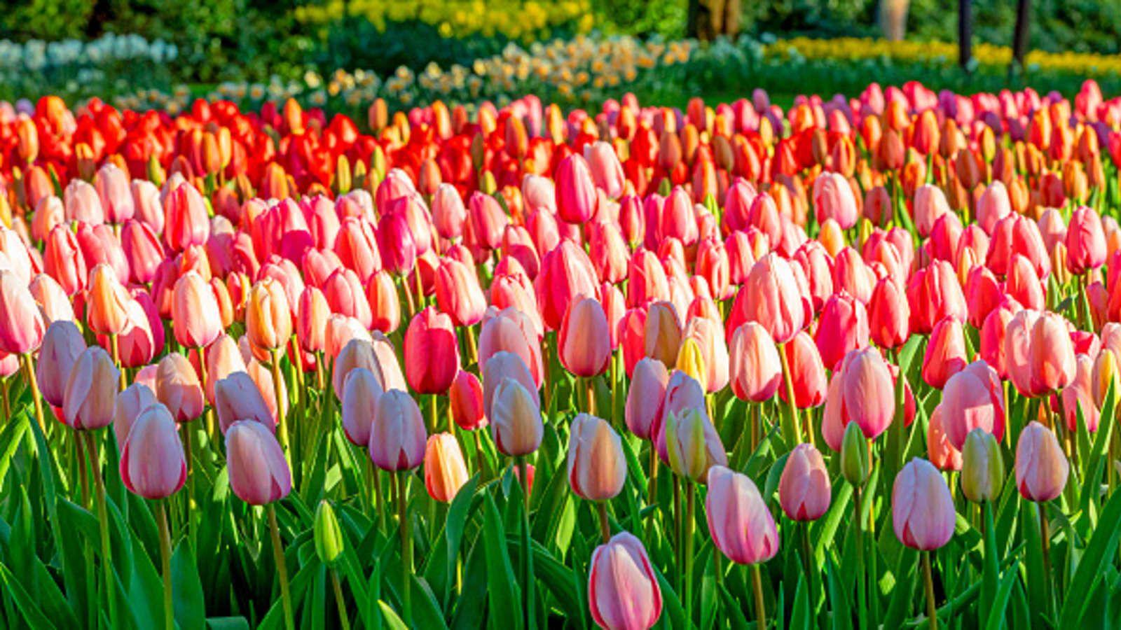 Holland Tulips Wallpapers - Top Free Holland Tulips Backgrounds ...