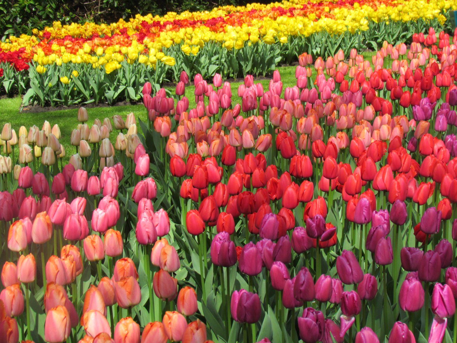 1600x1200 Dutch Highlights Tulip Bike Tour