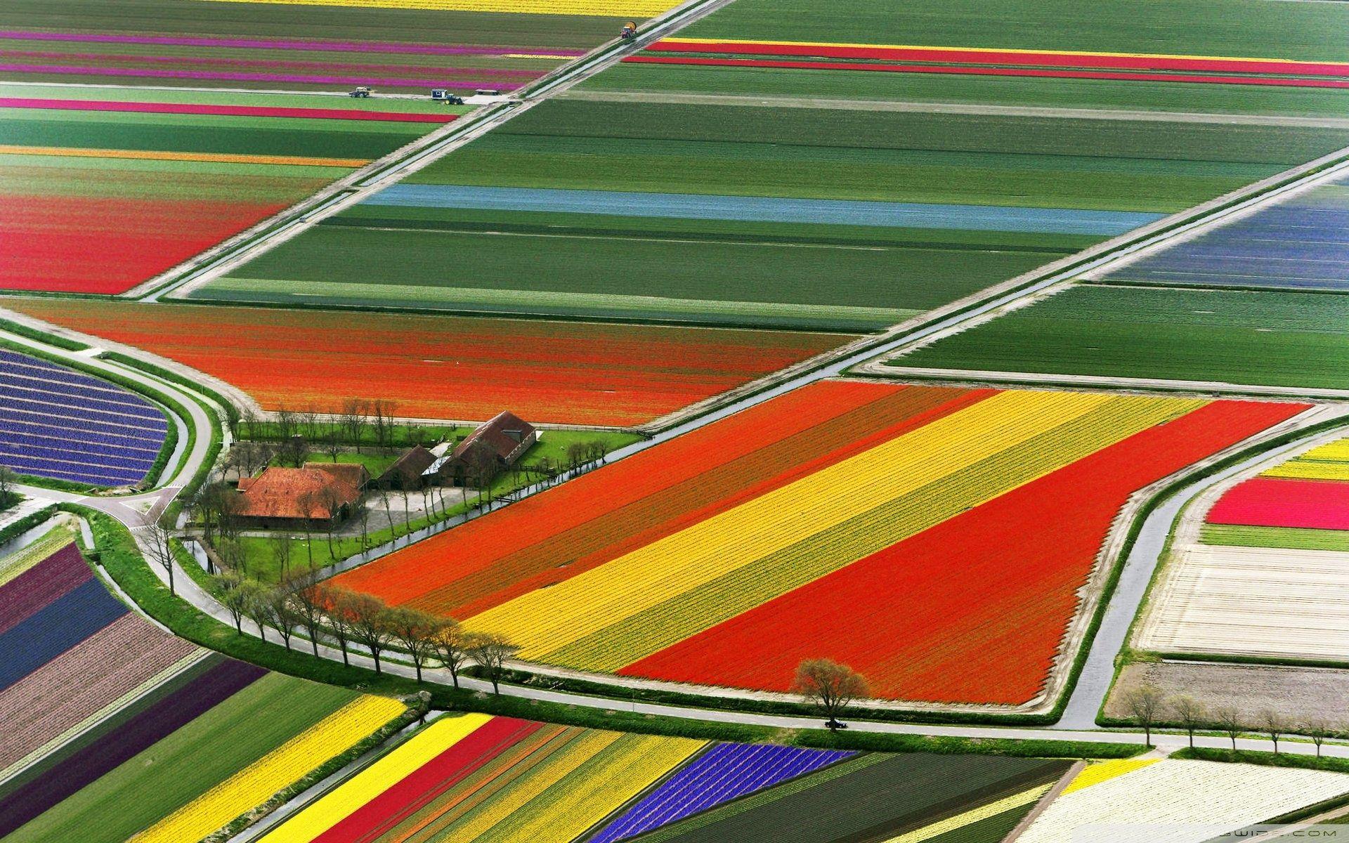 1920x1200 Aerial View Of Tulip Flower Fields, Amsterdam, The Netherlands Ultra HD Desktop Background Wallpaper for 4K UHD TV : Widescreen & UltraWide Desktop & Laptop