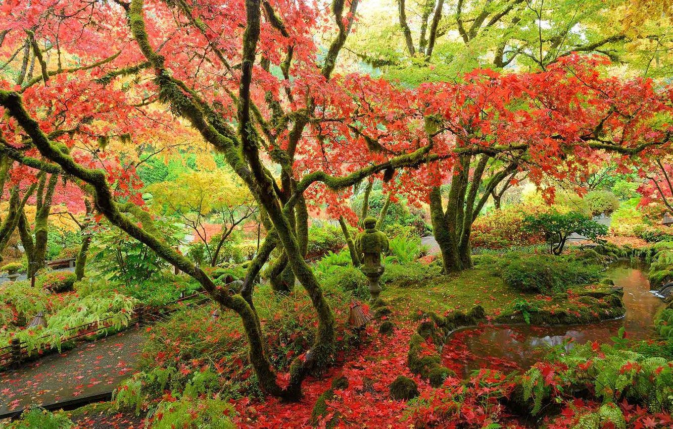1332x850 Wallpaper Canada, British Columbia, Vancouver island, Japanese maple, Butchart Gardens image for desktop, section природа
