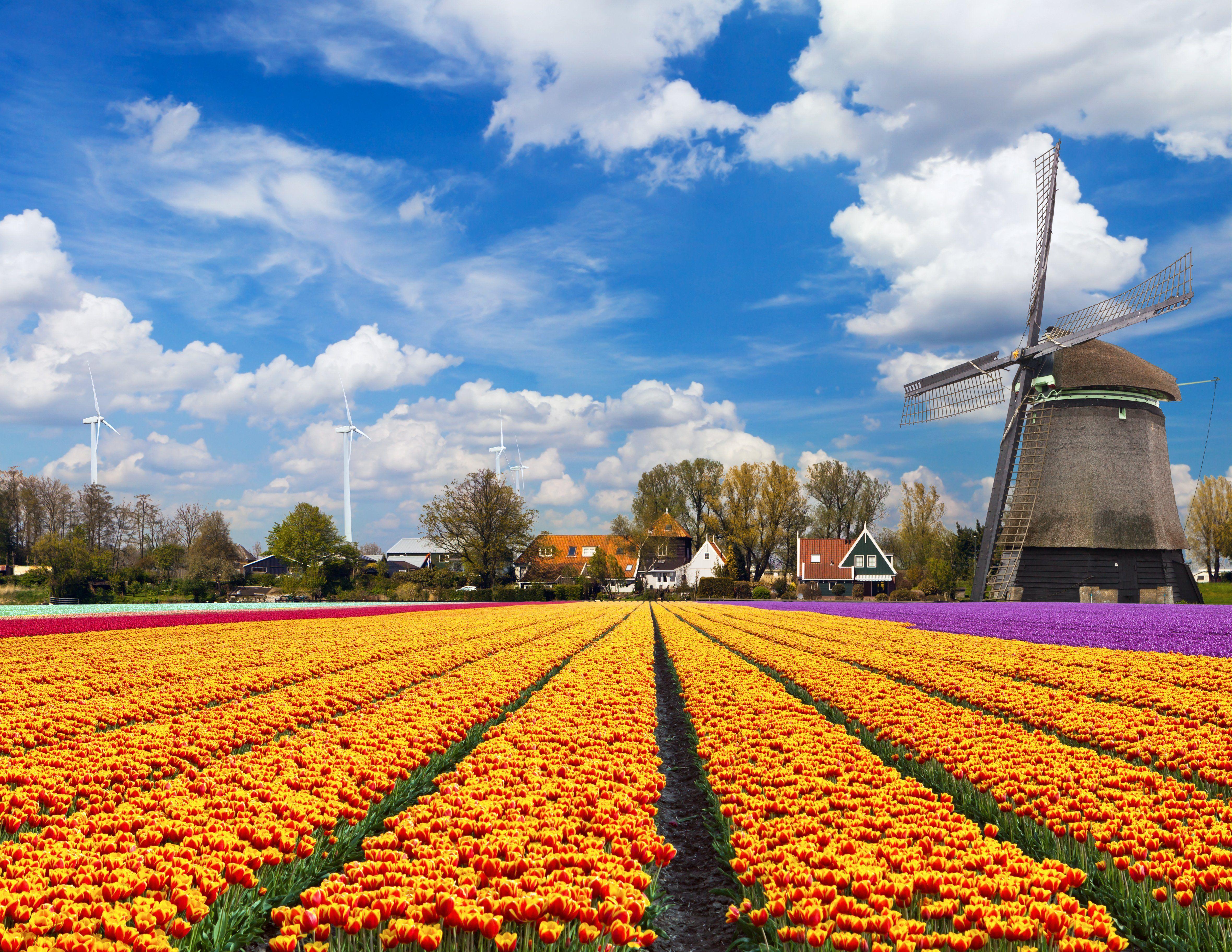 4720x3648 Tulip fields tulips field flower flowers windmill wallpaperx3648