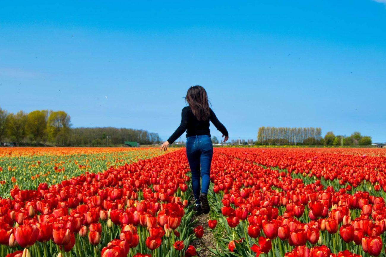1300x866 How Late Can You Visit the Tulips in the Netherlands?