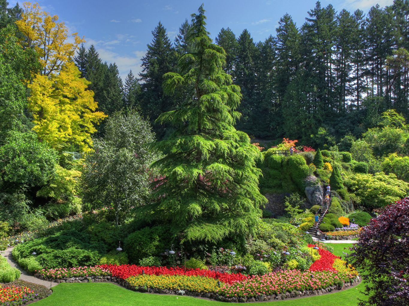 1365x1024 Desktop Wallpaper Canada Butchart Gardens British Columbia Spruce