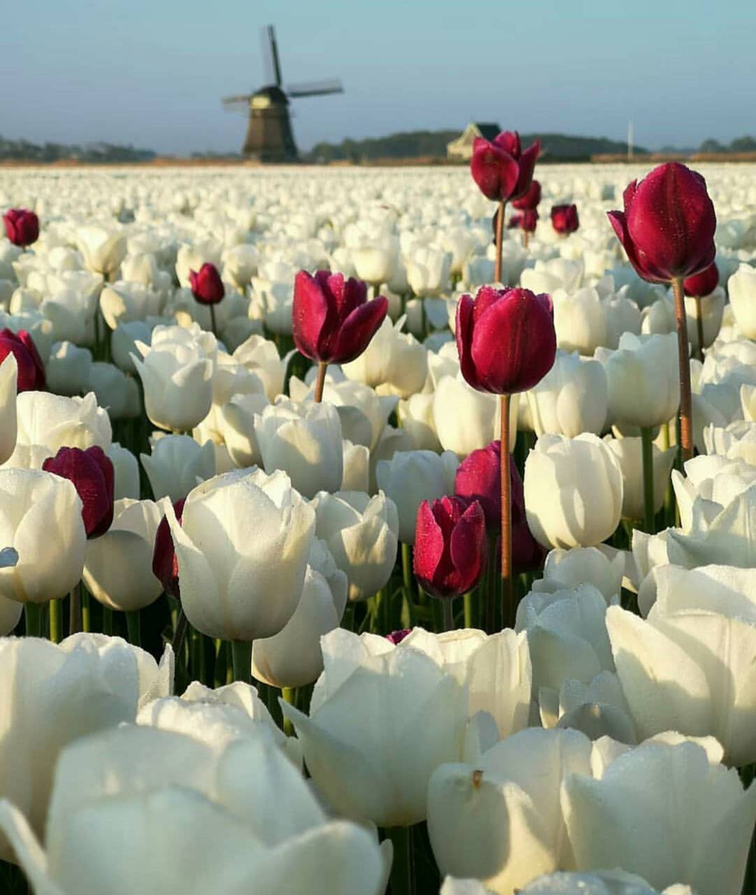 1082x1280 Holland flowers wallpaper