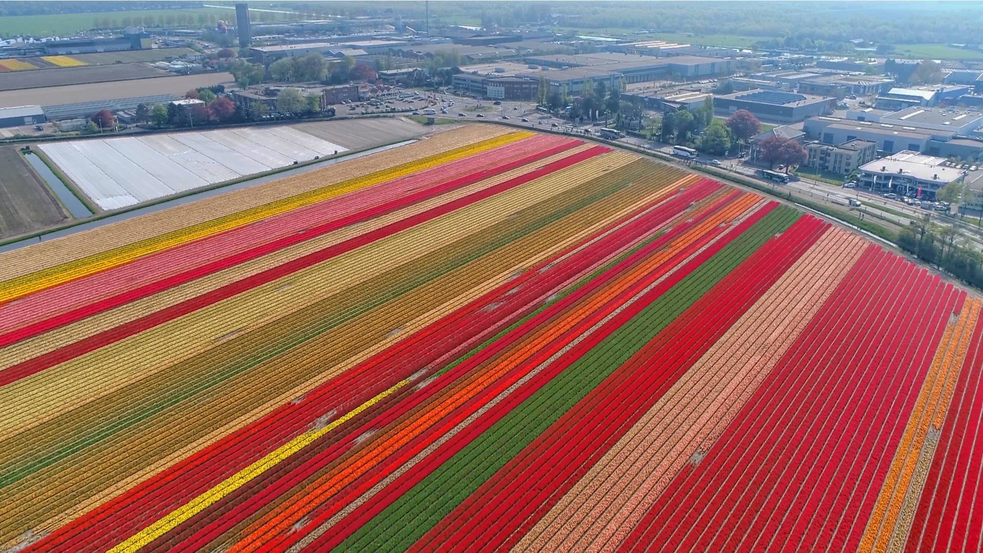 1920x1080 Cycling the tulip fields. Holland Bike Tours