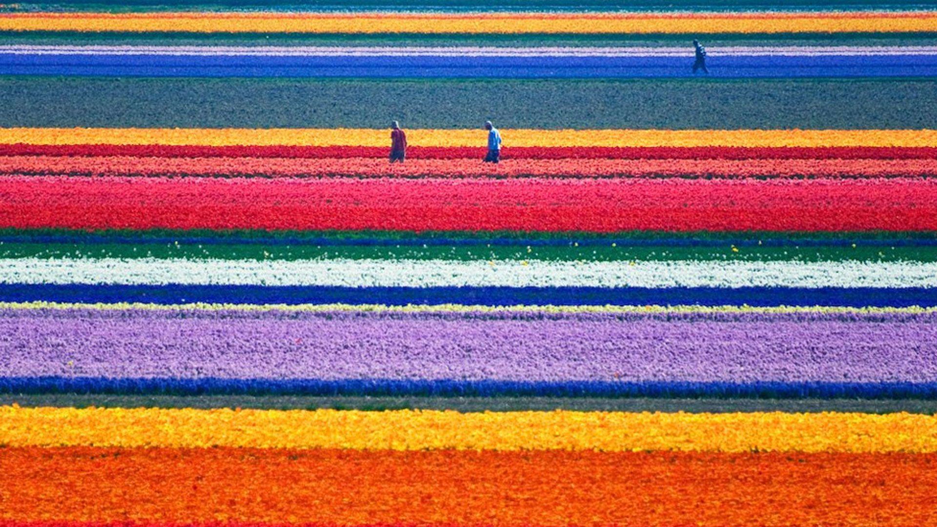 1920x1080 Tulips flower wallpaper