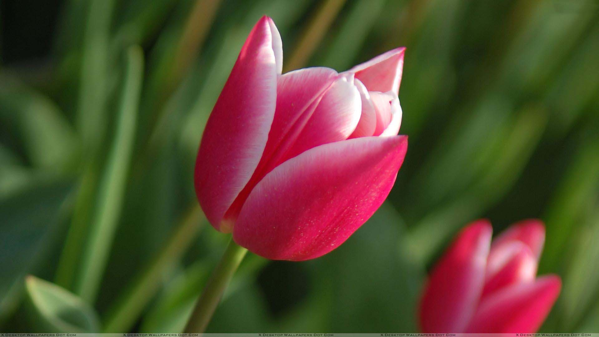 1920x1080 Pink Tulips Closeup Holland Flowers Beautiful Image Free