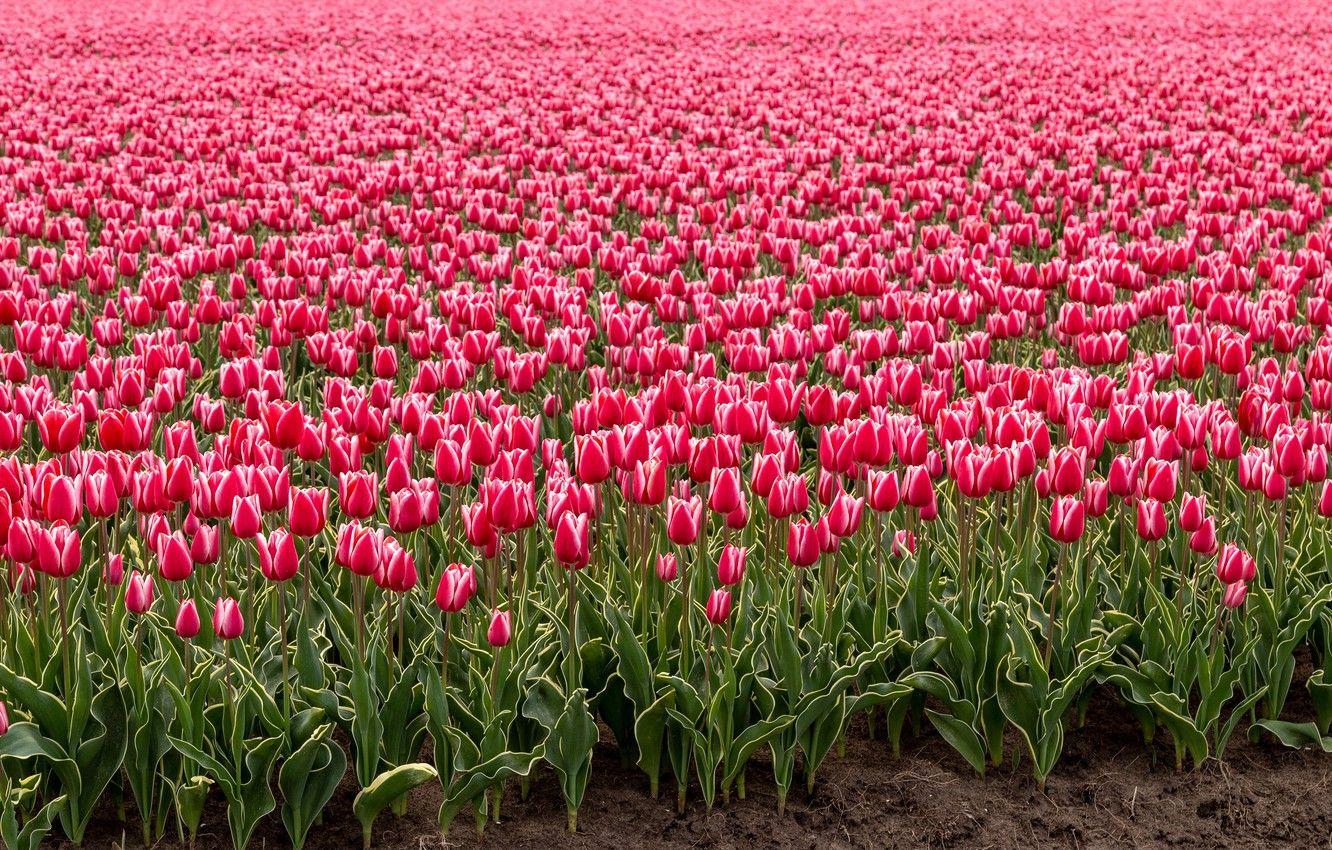 1332x850 Wallpaper field, flowers, spring, tulips, pink, buds, a lot, Holland, plantation, Tulip image for desktop, section цветы
