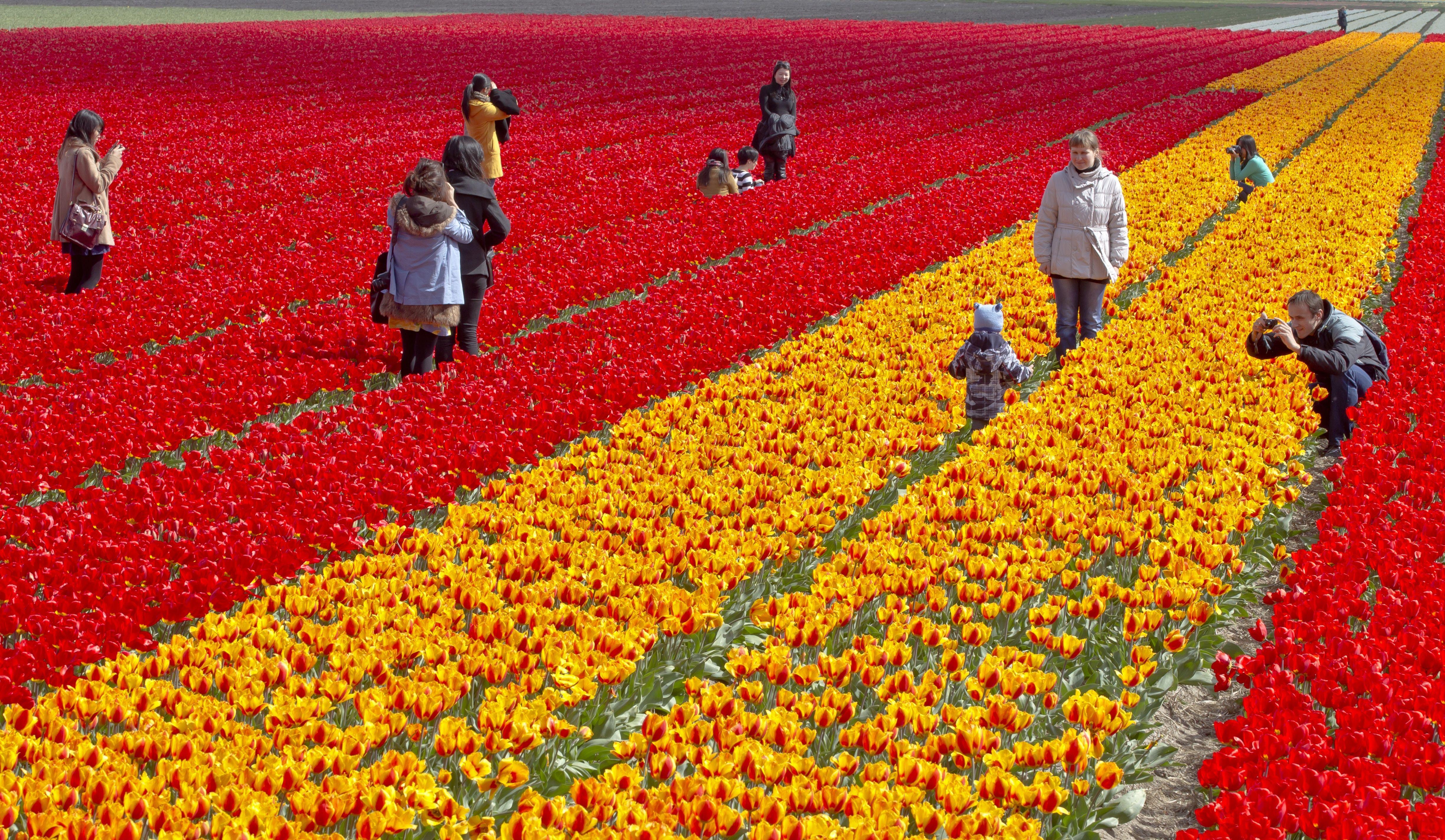 Где находится тюльпановое поле. Тюльпановые плантации в Голландии. Тюльпановые поля в Голландии. Амстердам тюльпаны плантации. Амстердам тюльпановые поля.