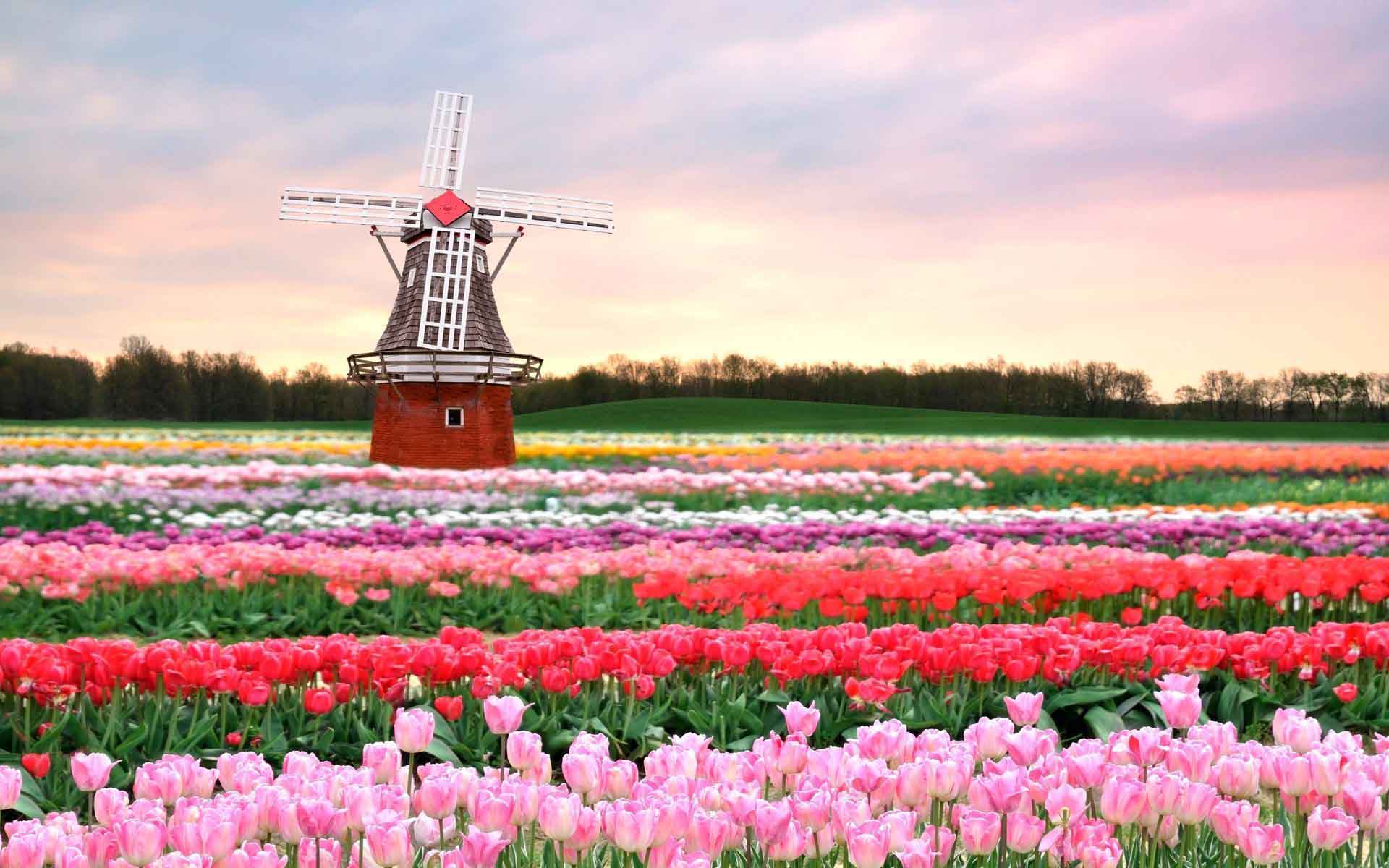 1920x1200 Tulip Field Wallpaper