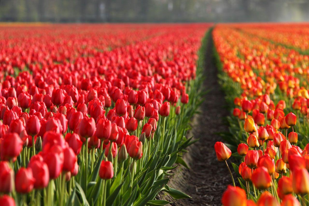 1280x853 Tulip Fields Free Domain Picture