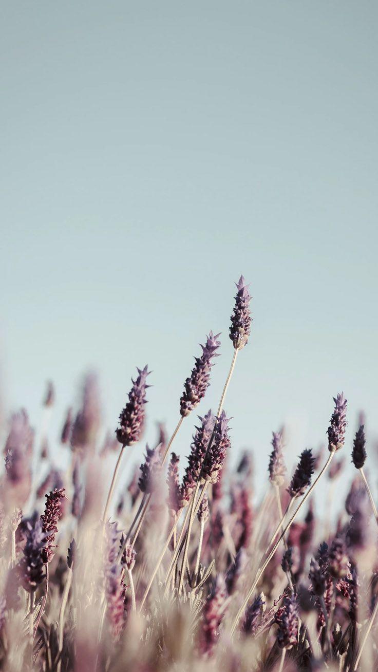 736x1308 Stylish Wallpaper for your iPhone Xs Max