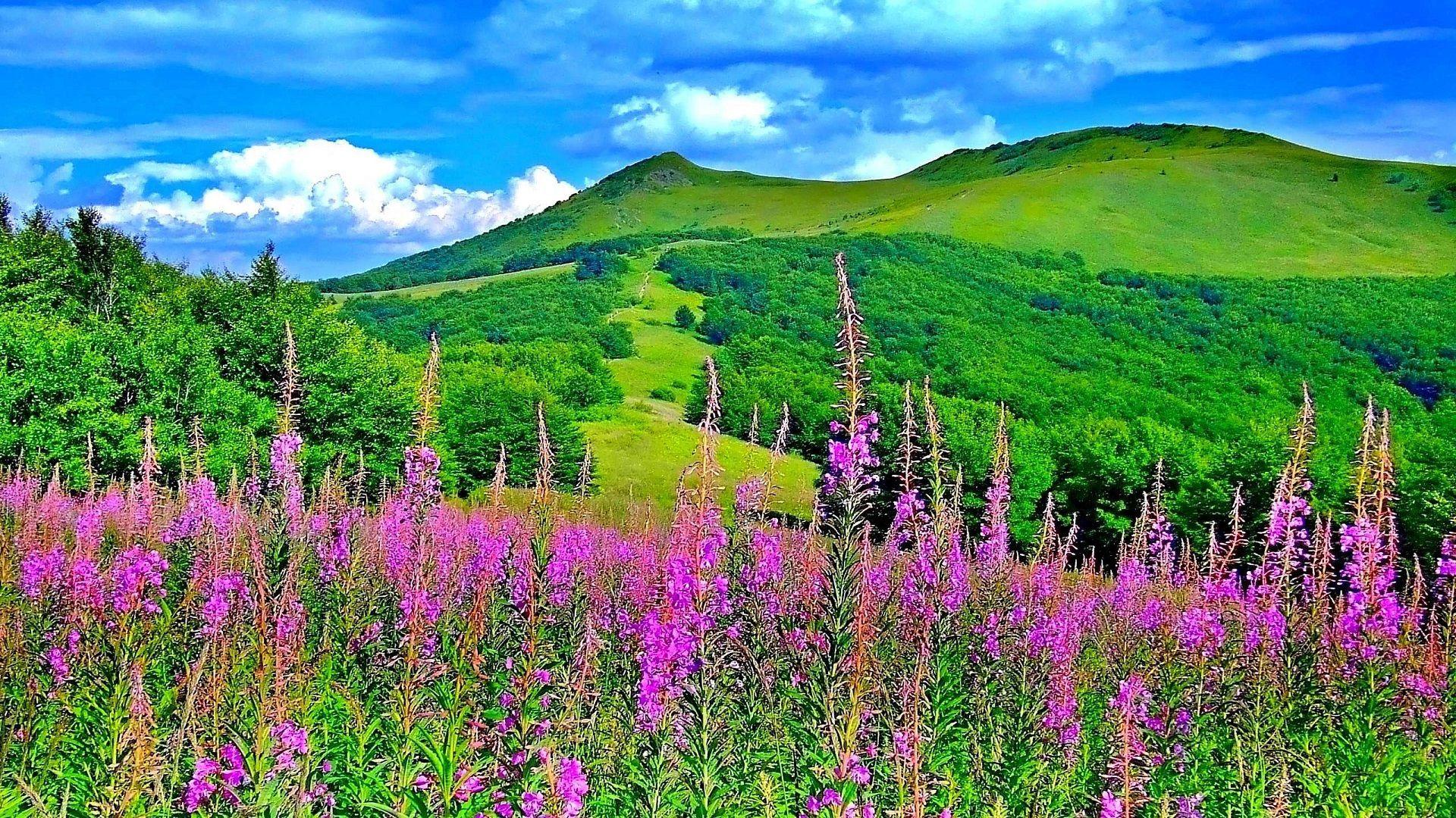 picture Beautiful Landscapes Flower Nature Wallpaper Gif mountain spring nature wallpapers top
