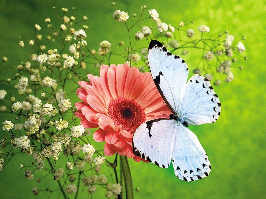 1024x768 1080p Computer hd: Flower Pretty Computer Wallpaper