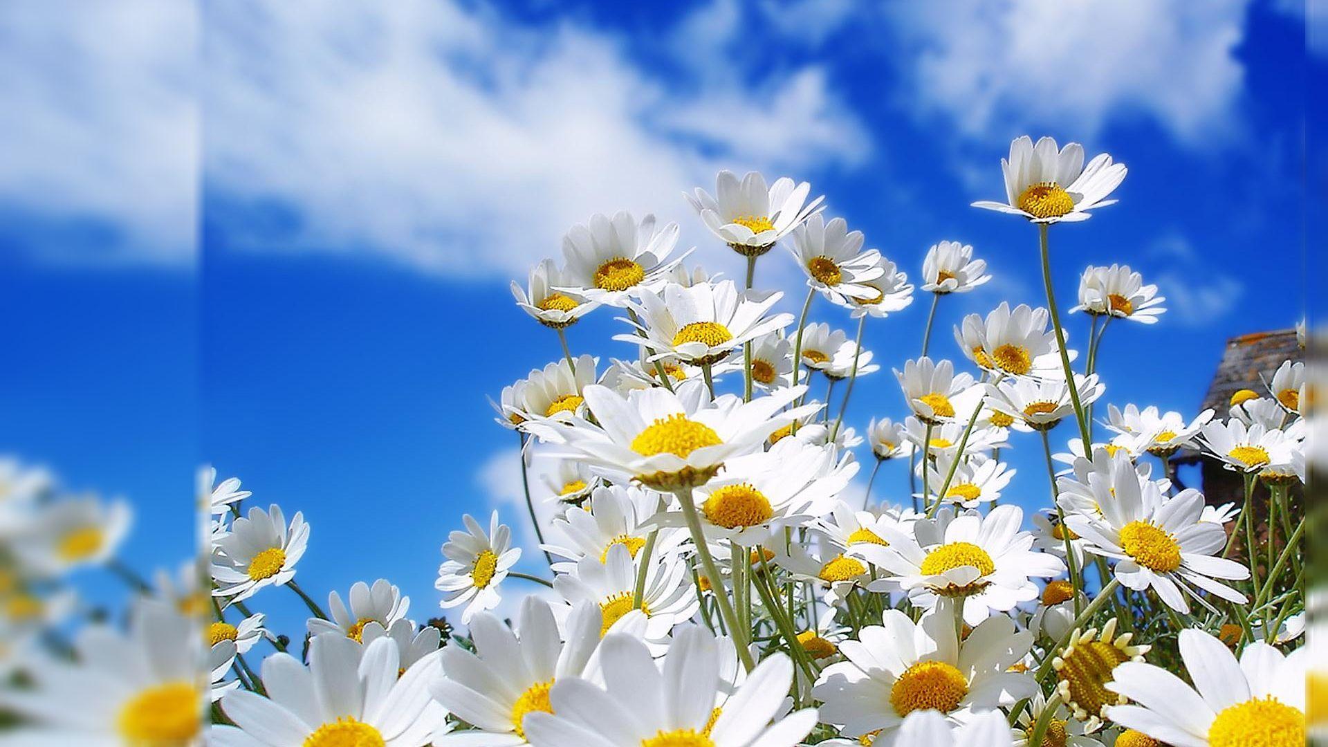 1920x1080 Desktop Background Flower Wallpaper Computer