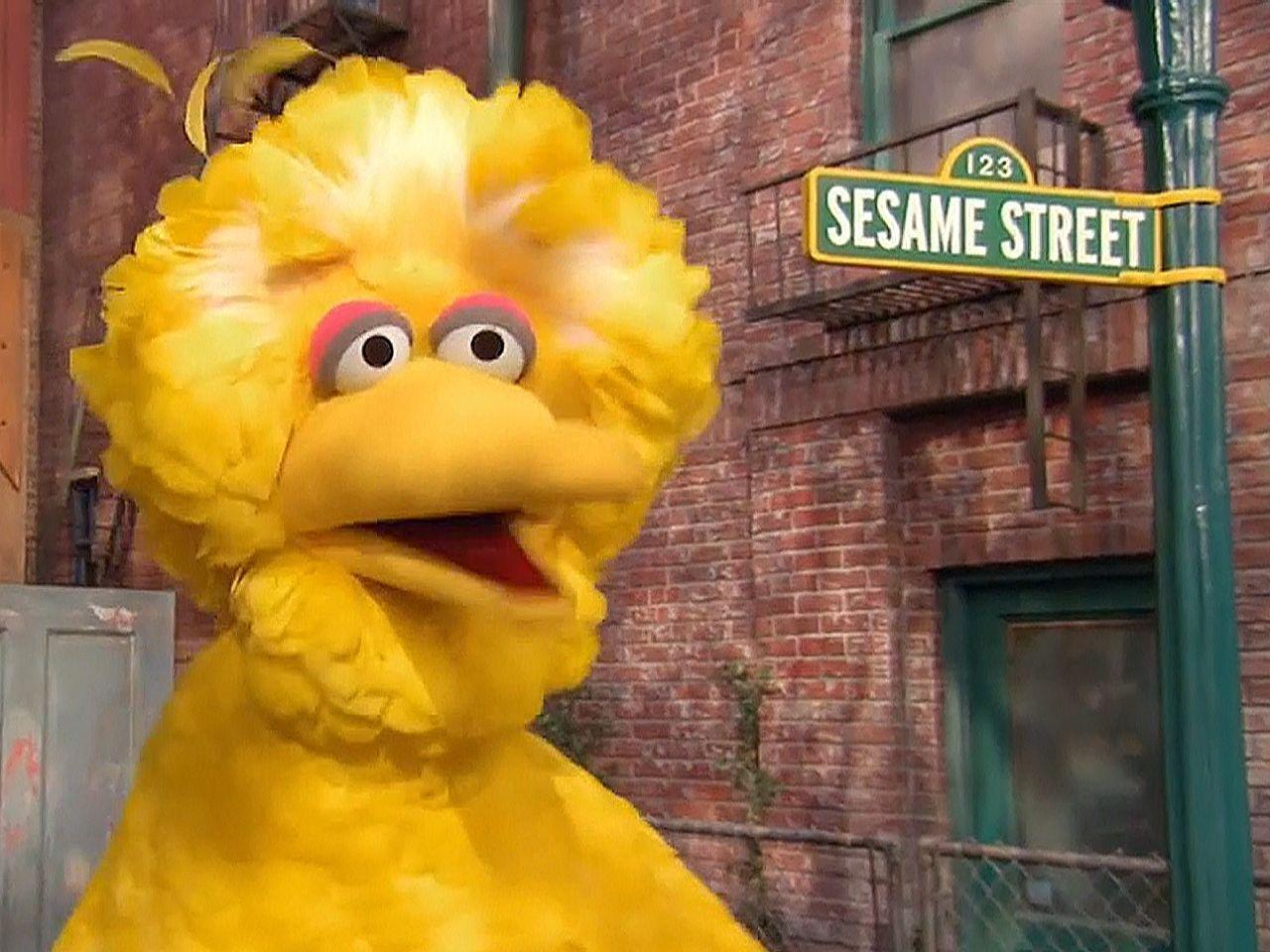 Big bird HD wallpapers  Pxfuel