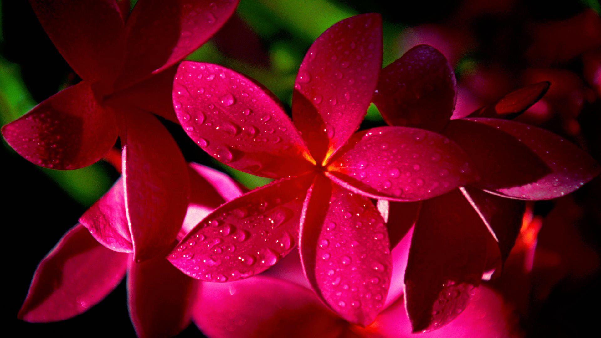 1920x1080 Flower Wallpaper For Computer HD