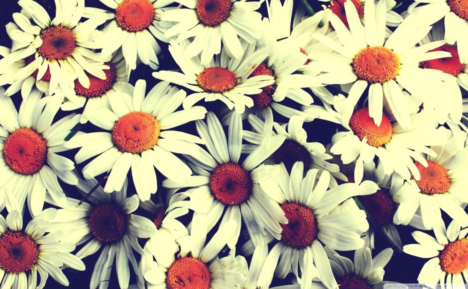 1528x945 Pretty Desktop Wallpaper