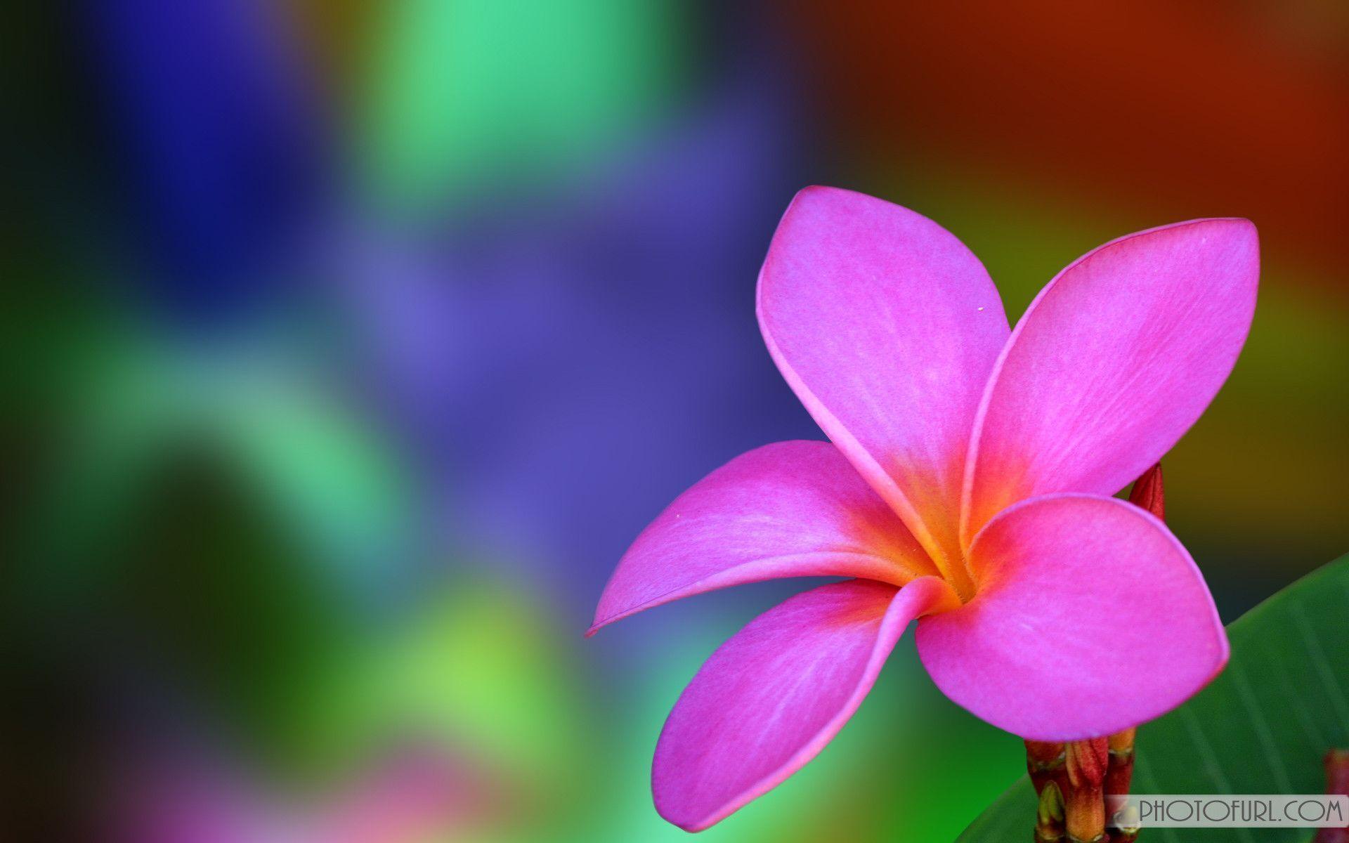 1920x1200 Computer Desktop Flowers Wallpaper