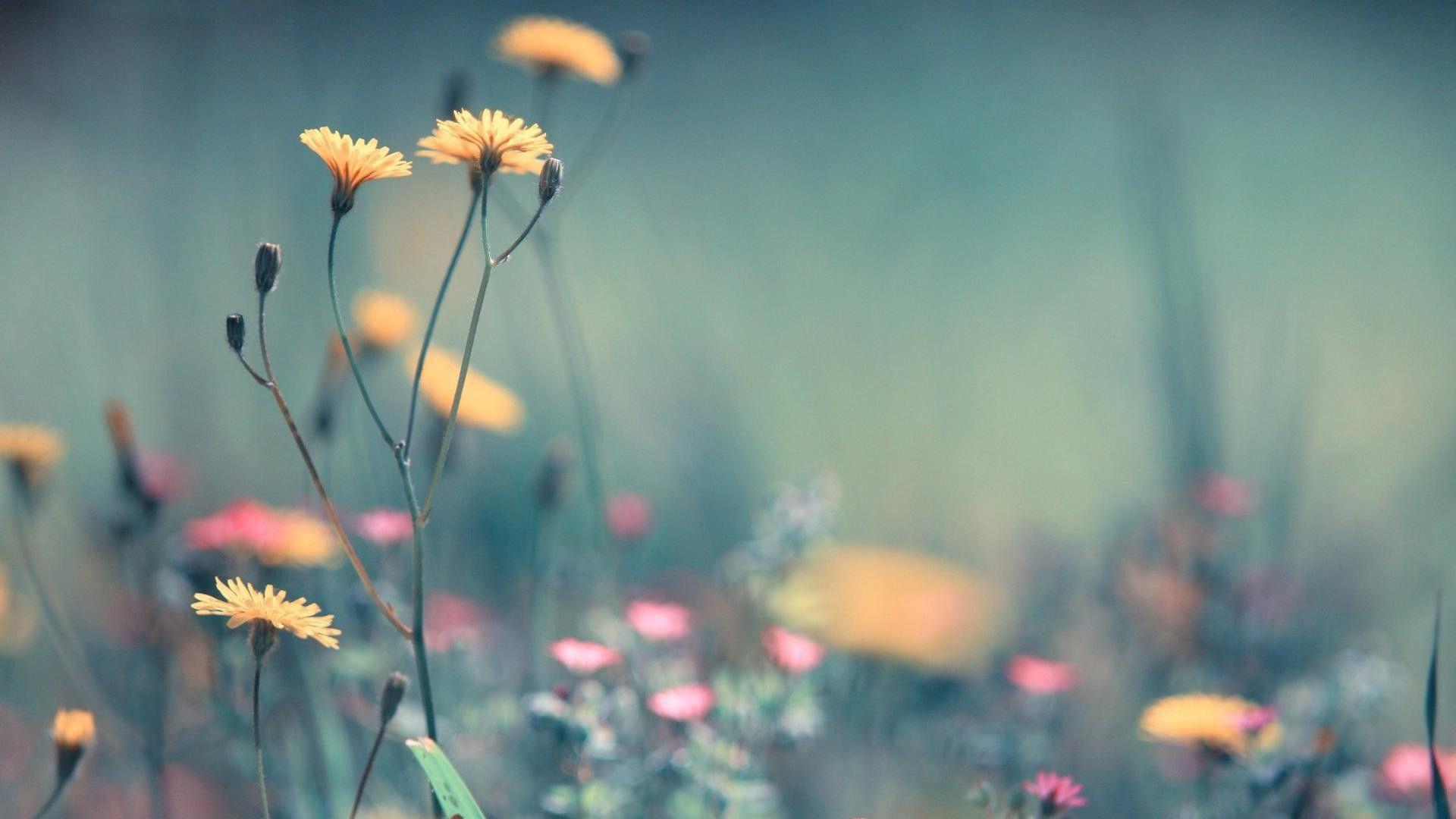 Pretty Computer Wallpapers - Top Free Pretty Computer Backgrounds ...
