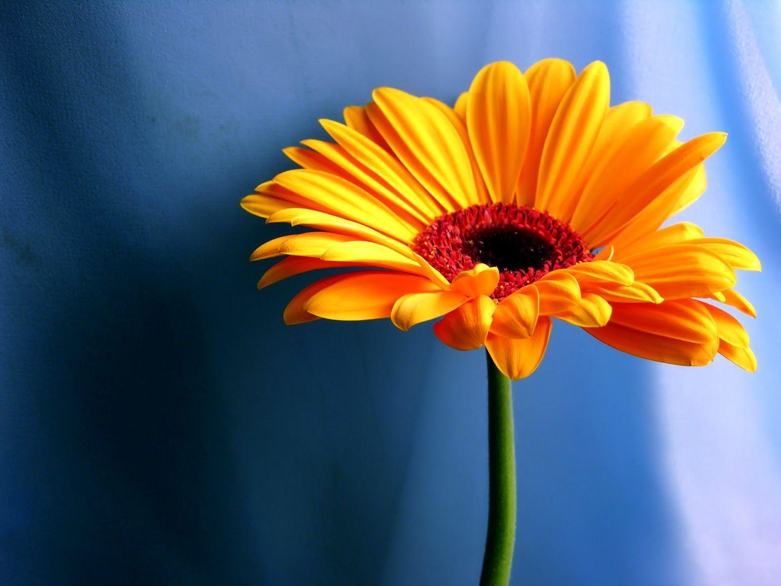 1600x1200 Flower Computer Wallpaper