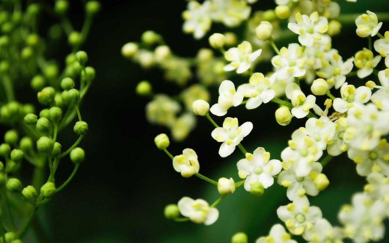1280x800 Floral Desktop Wallpaper