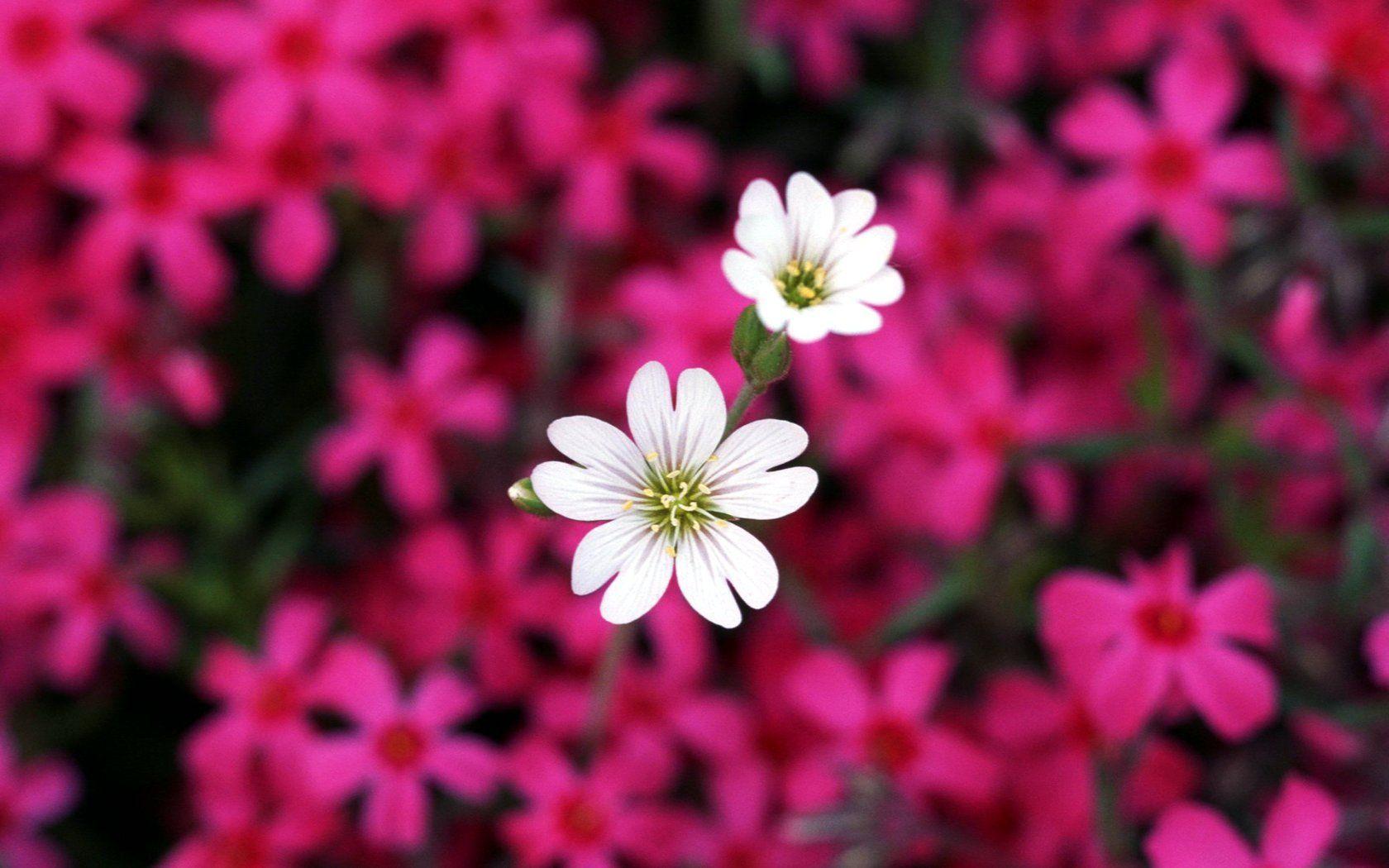 1680x1050 Free download Flowers Desktop Wallpaper [1680x1050] for your Desktop, Mobile & Tablet. Explore Floral Computer Wallpaper. Free Floral Computer Wallpaper