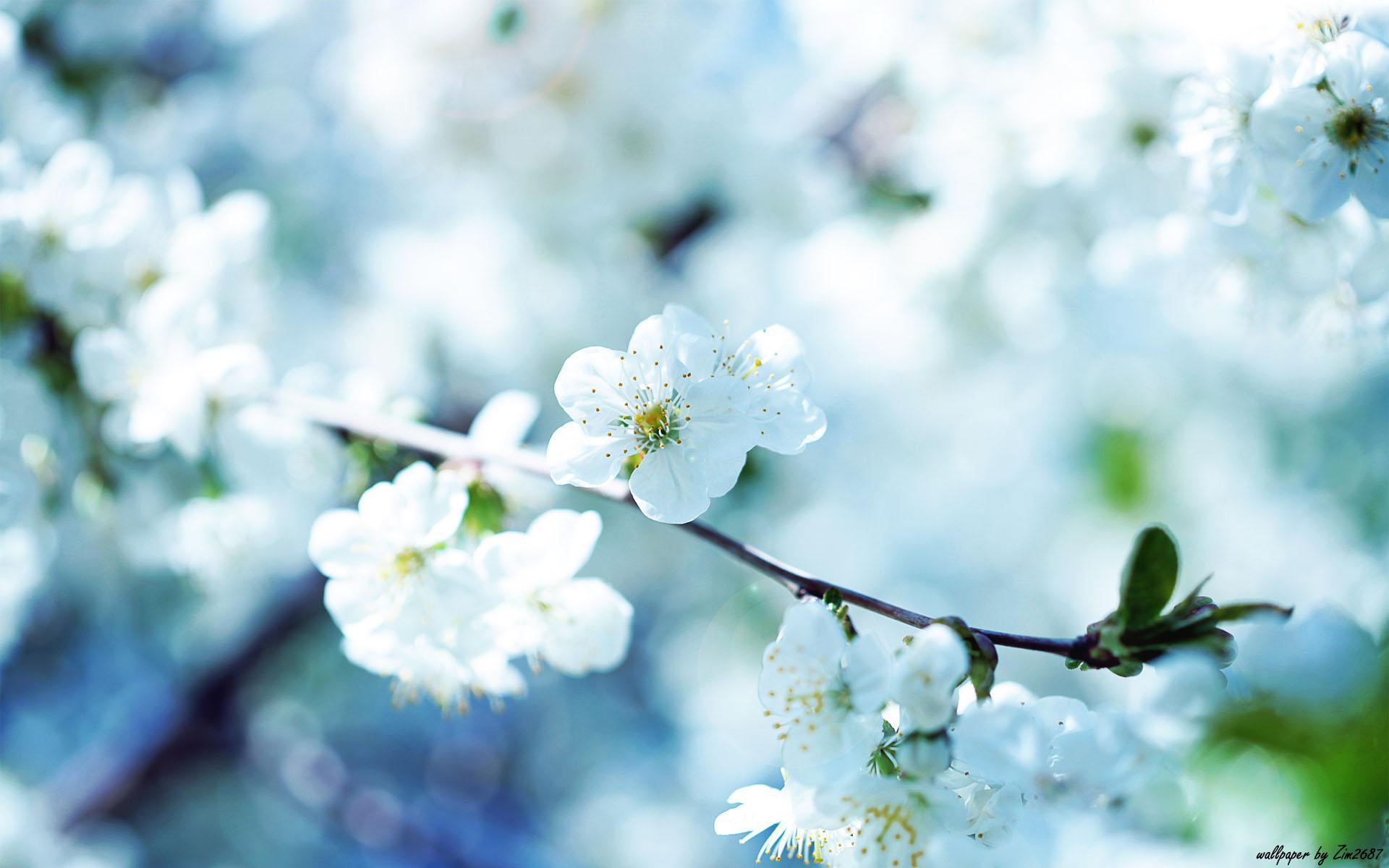 1920x1200 Desktop Flower Background