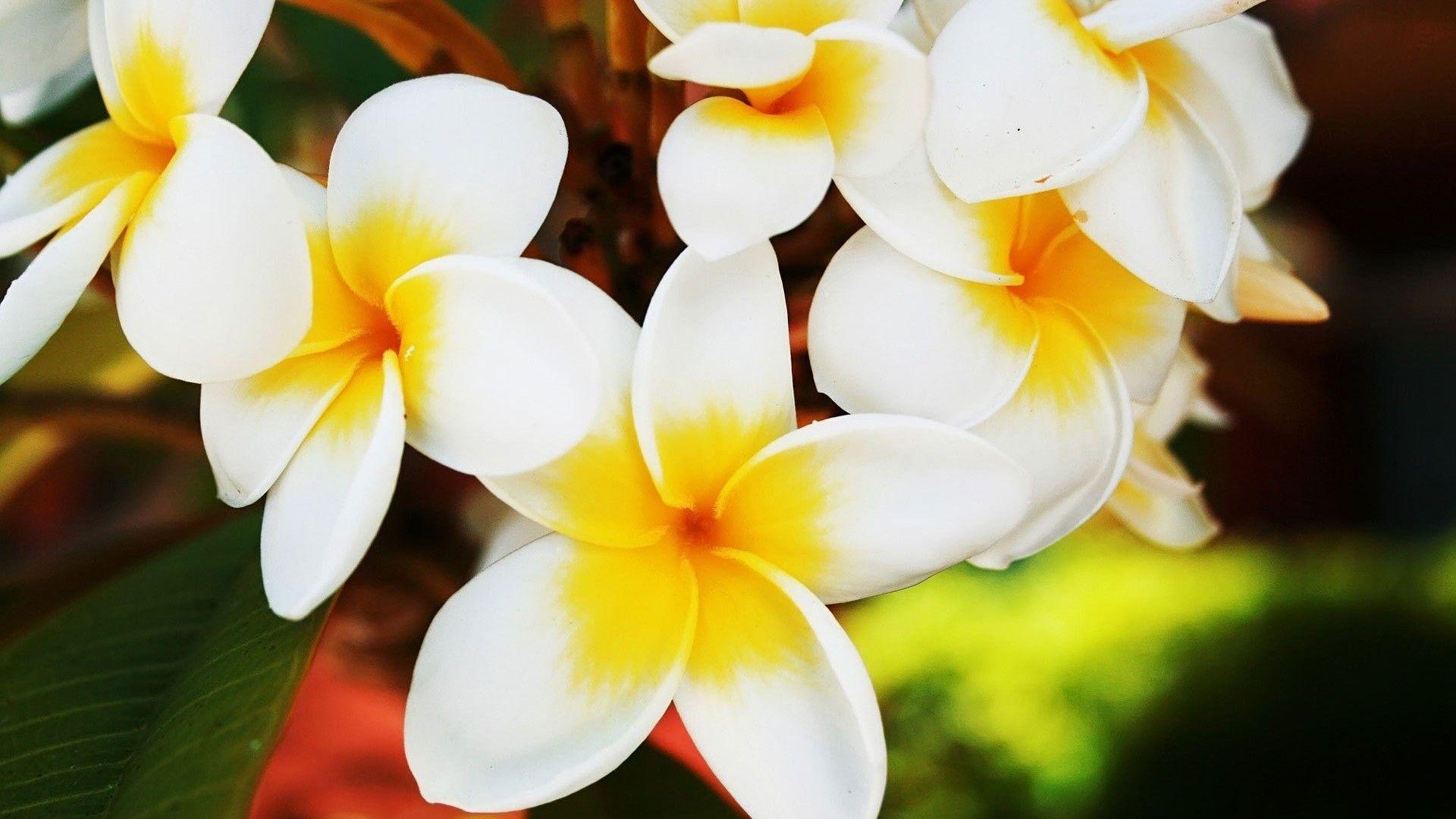1920x1080 White Yellow Flowers