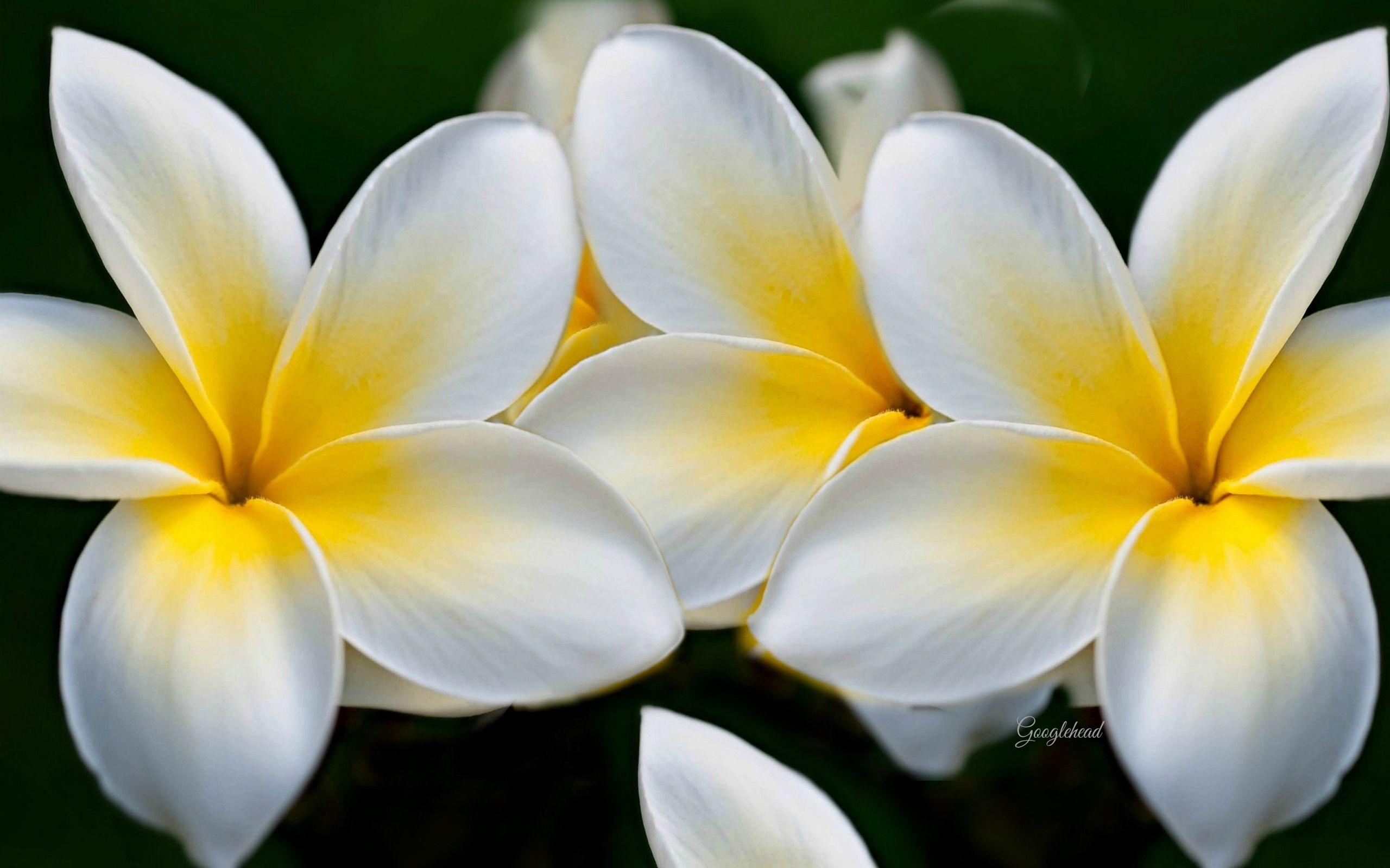 Yellow and White HD Wallpapers - Top Free Yellow and White HD ...