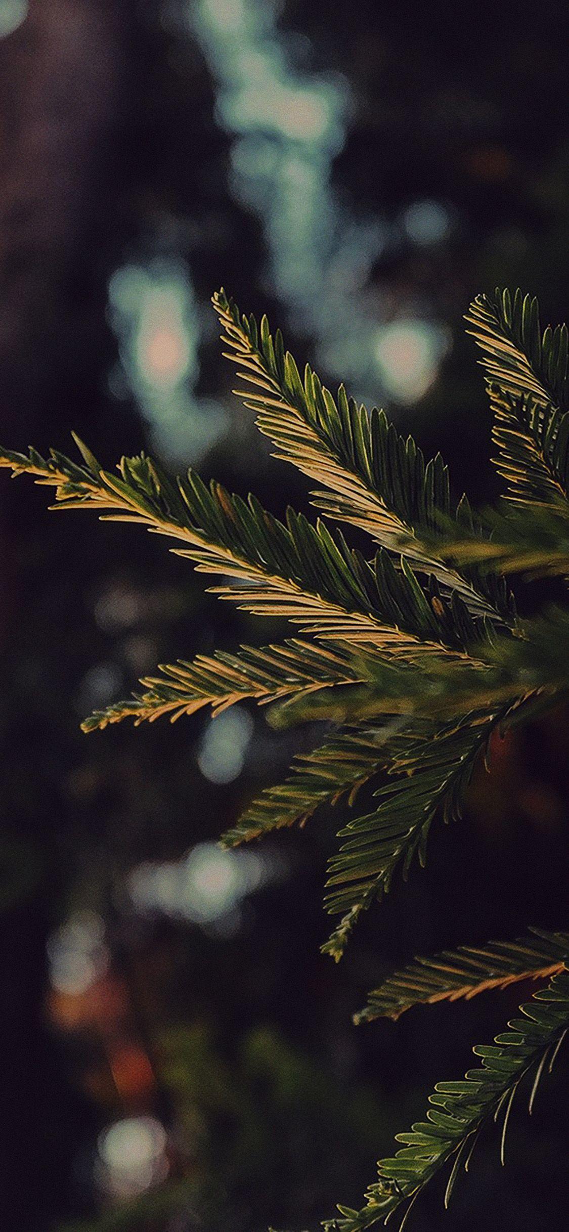 1125x2436 Tree Winter Dark Bokeh Life Mountain Nature Via For IPhone. Nature Iphone Wallpaper, Plant Wallpaper, Nature Wallpaper