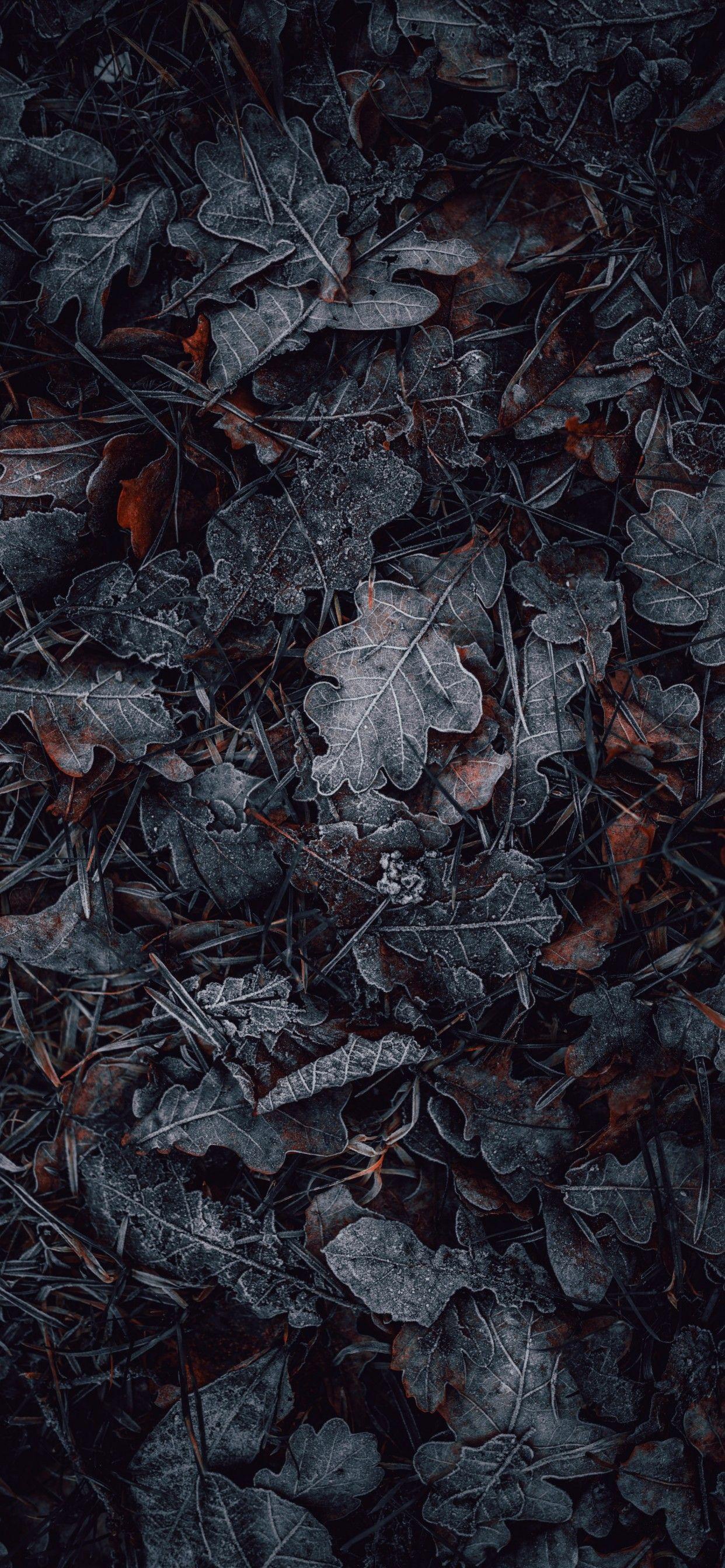 1242x2688 Leaves 4K Wallpaper, Frozen, Dark, Winter, Night, Photography
