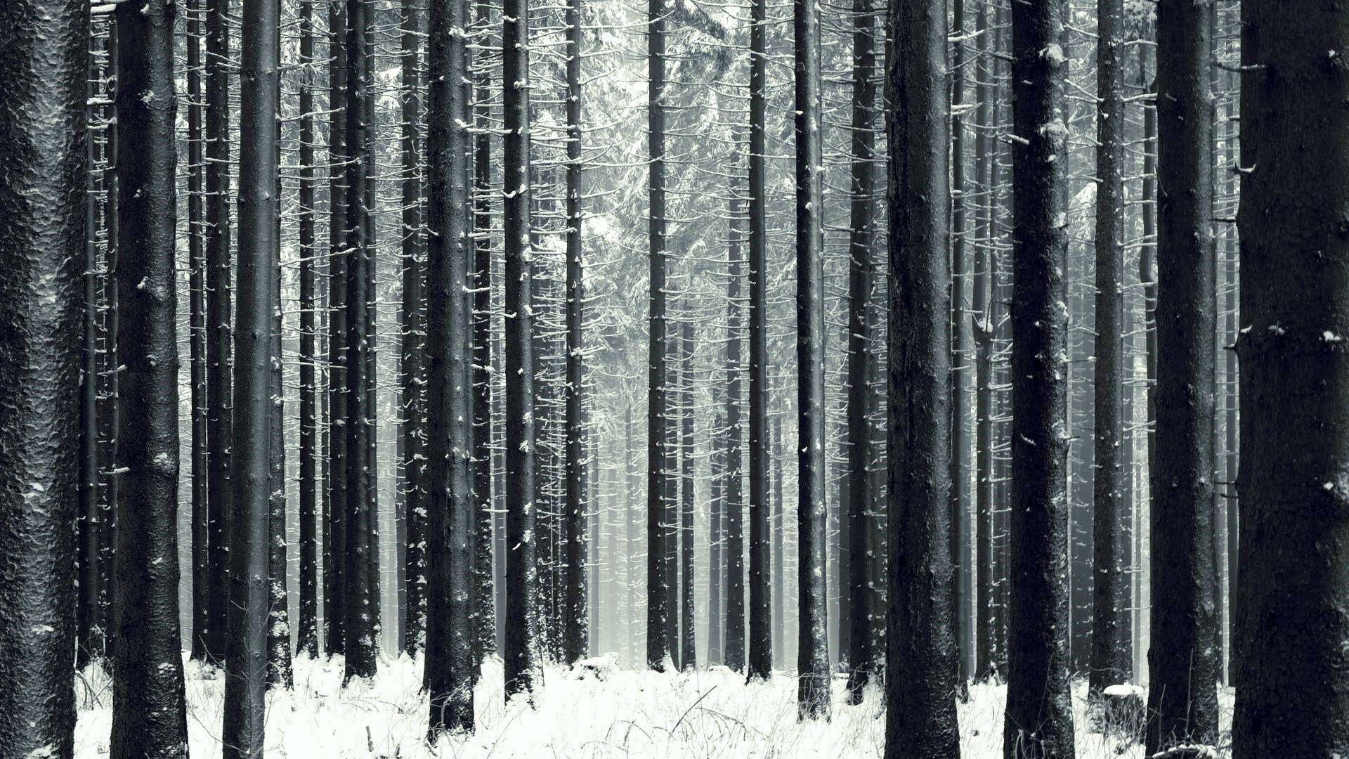 1920x1080 Dark Winter Forest Wallpaper. Forest wallpaper, Winter wallpaper desktop, Winter forest