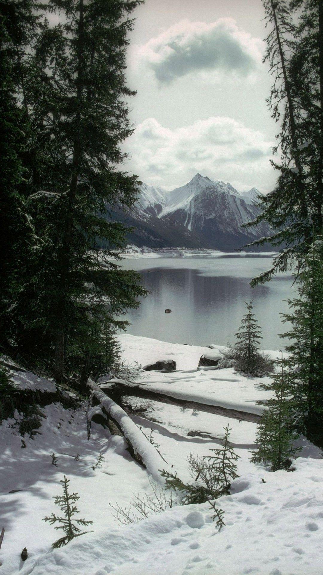 1080x1920 Dark Winter Forest Wallpaper iPhone