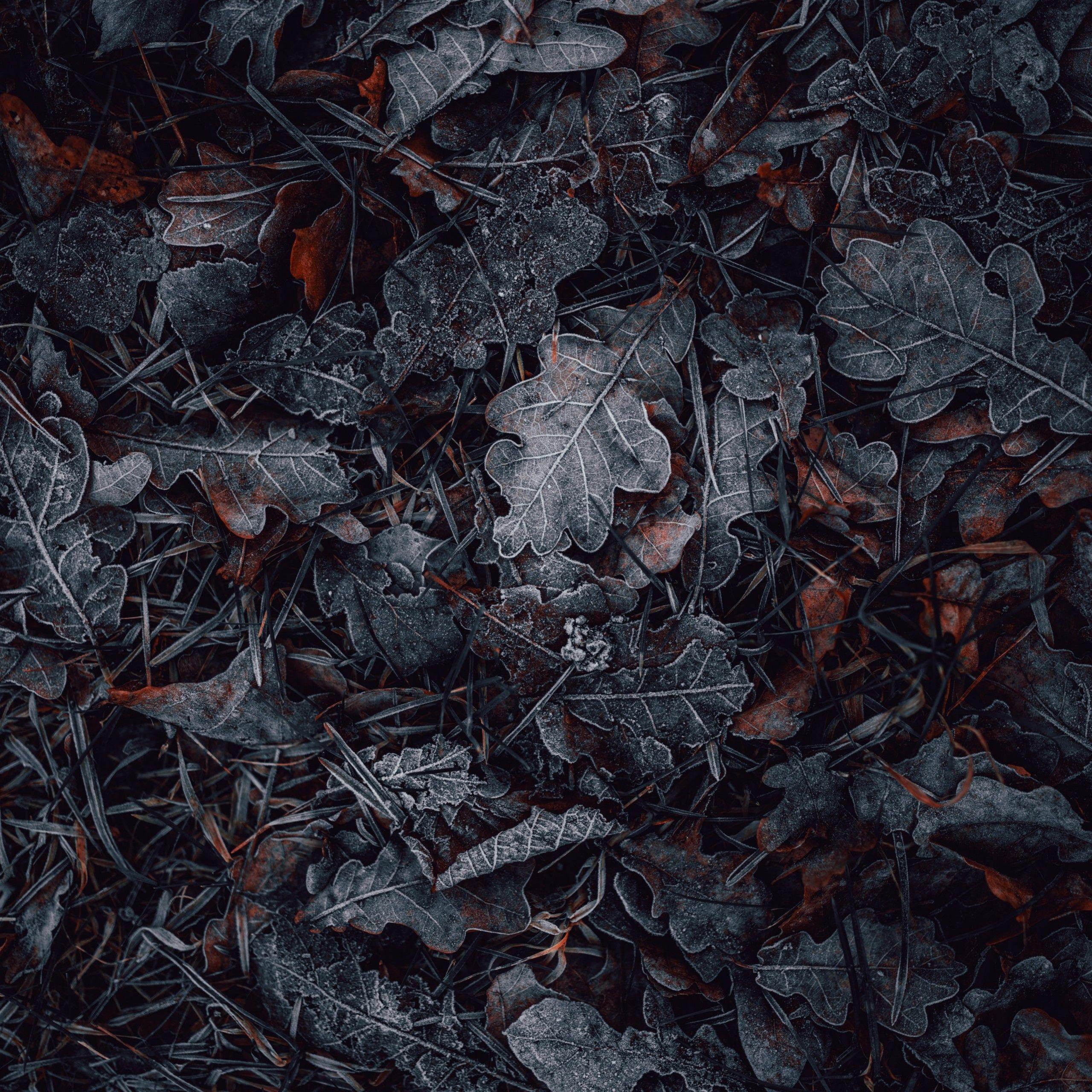 2560x2560 Leaves 4K Wallpaper, Frozen, Dark, Winter, Night, Photography