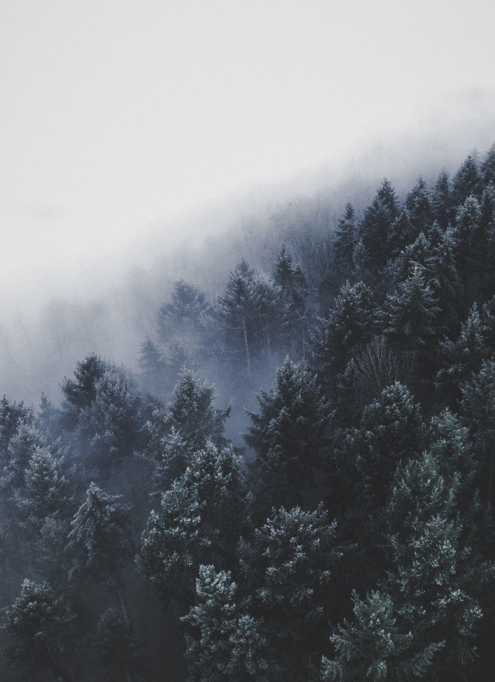 1000x1378 Winter Wallpaper: Free HD Download [HQ]