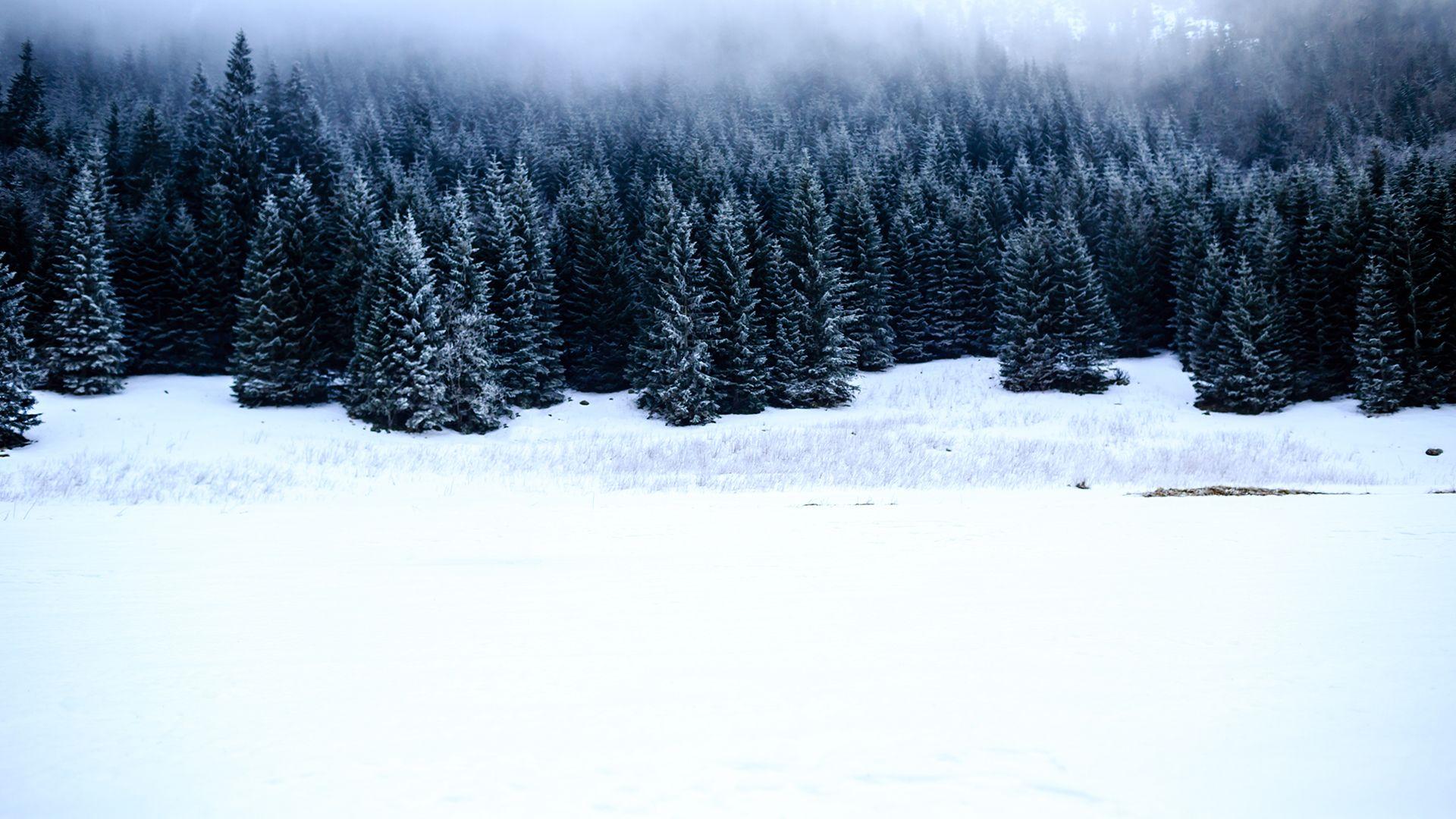 1920x1080 Black Forest Chromebook Wallpaper