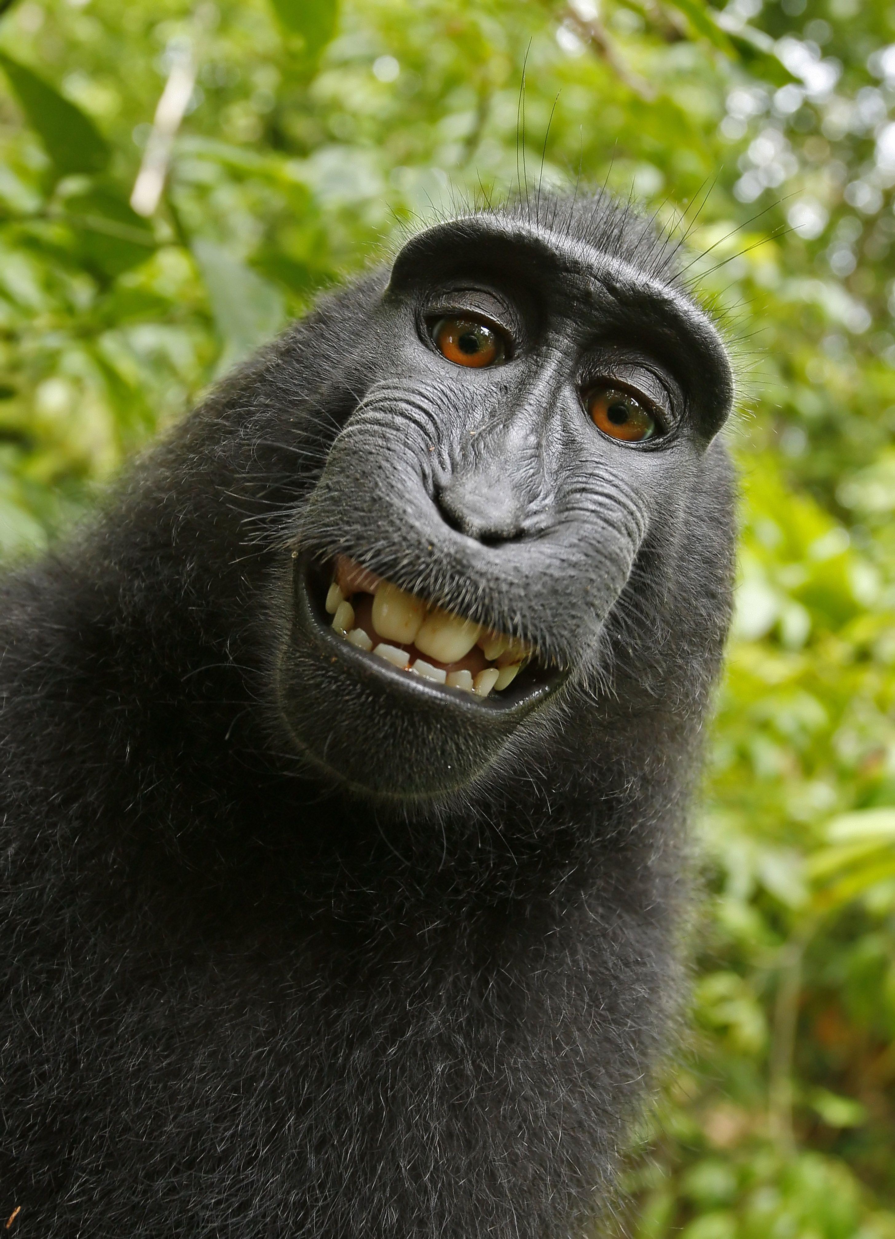 2912x4030 Monkey selfie copyright dispute